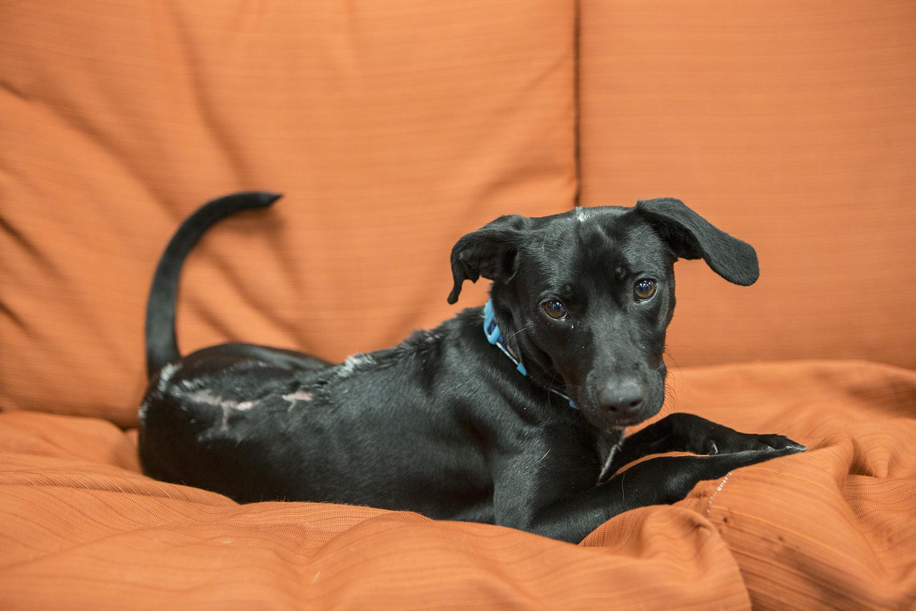 Shedd’s newest rescue makes herself comfortable in the aquarium’s dog lounge. (Brenna Hernandez / Shedd Aquarium)