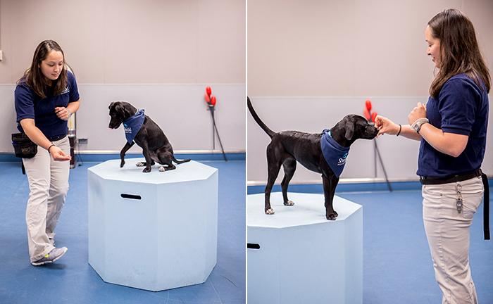 As with all Shedd rescue dogs, training begins immediately. (Brenna Hernandez / Shedd Aquarium)