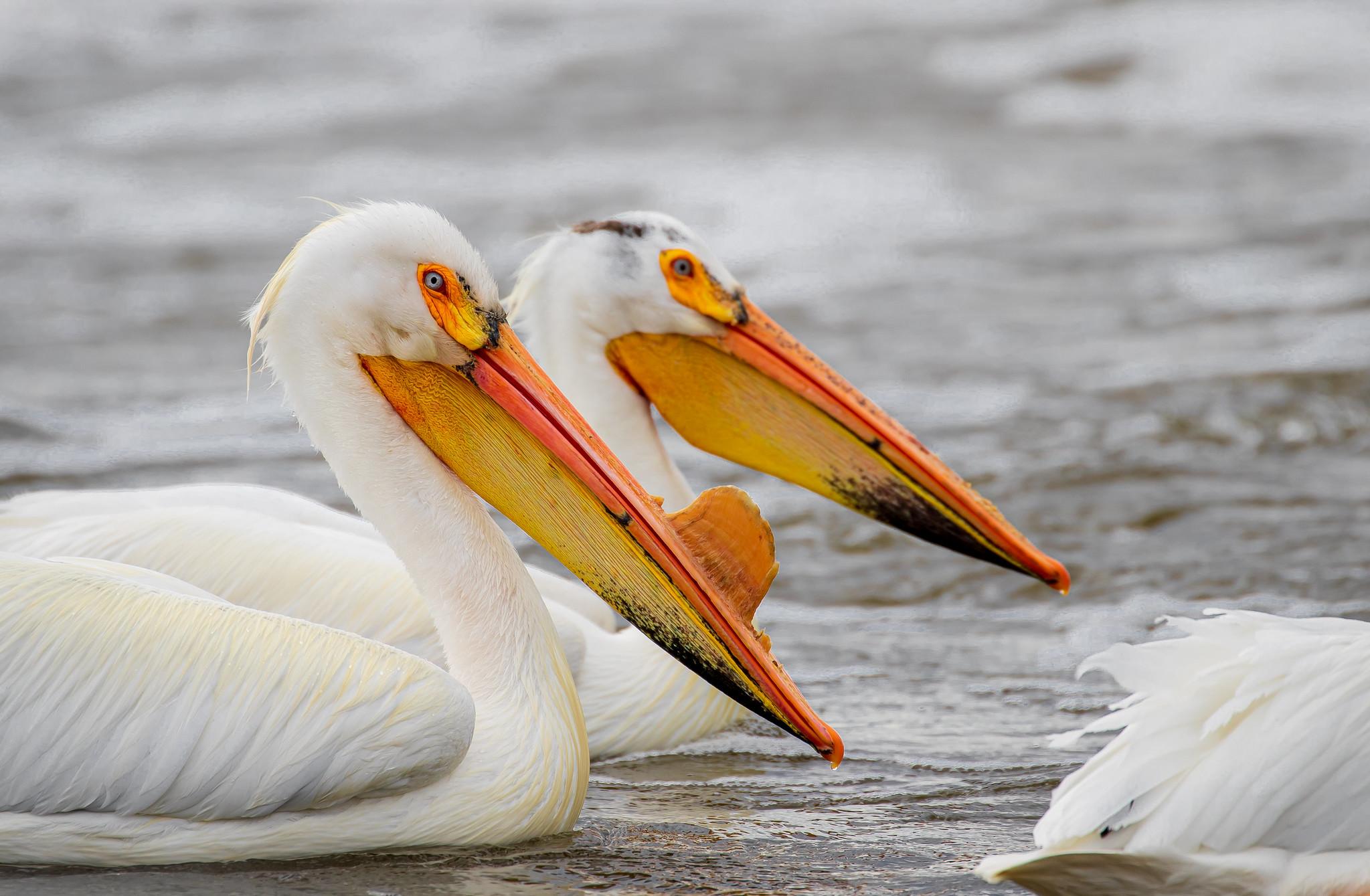 (Mike Budd / U.S. Fish & Wildlife Service Midwest Region)