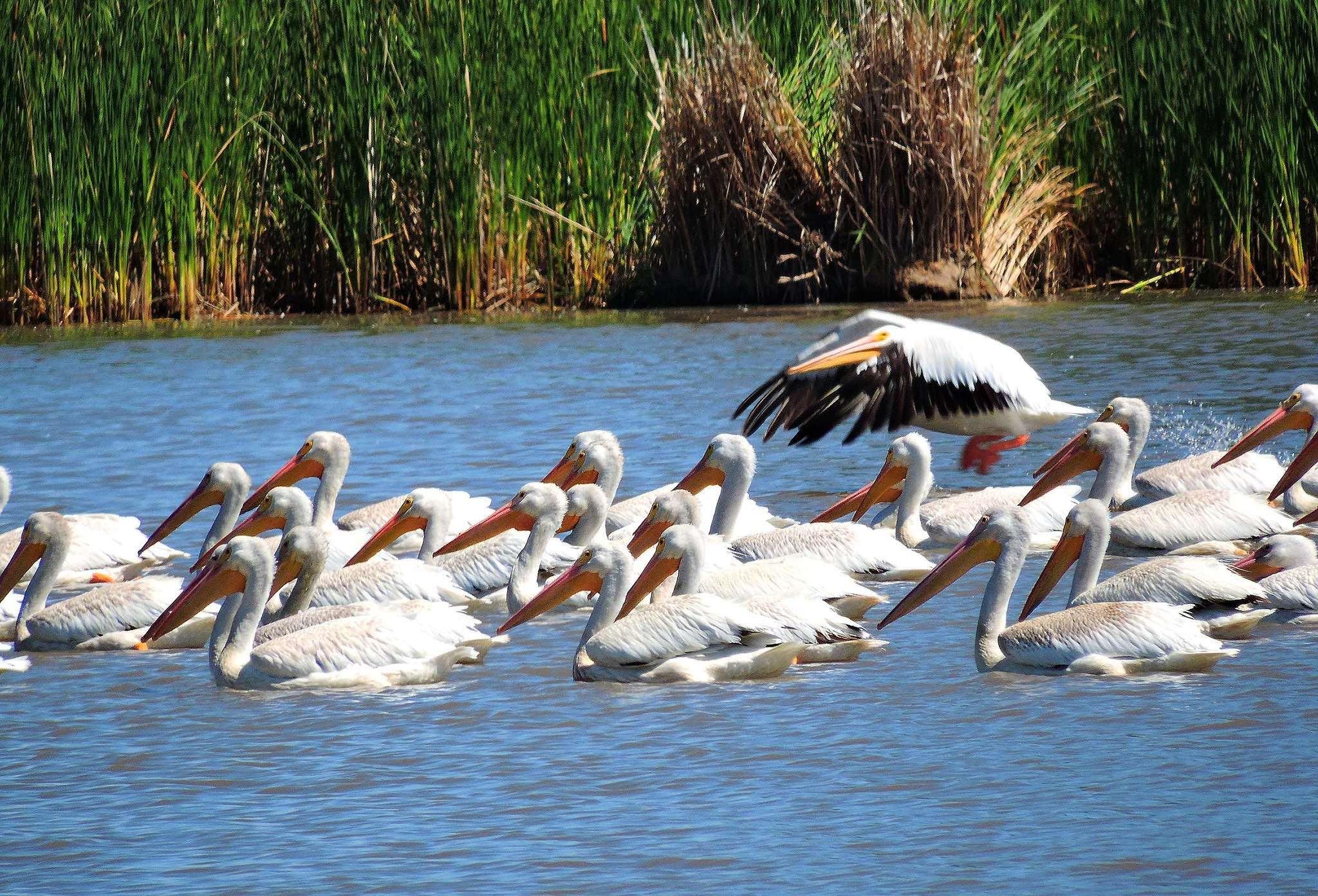 (Patrick Myers / National Park Service)