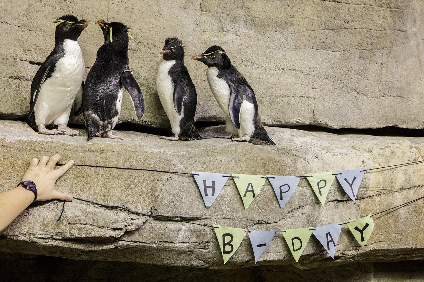 4 shedd penguins celebrate