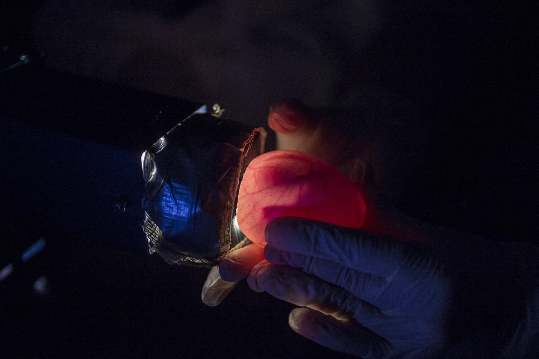 To monitor the development of penguin eggs, Shedd Aquarium staff use a process known as candling, which involves holding a strong light to the egg to observe inside. (Brenna Hernandez / Shedd Aquarium)