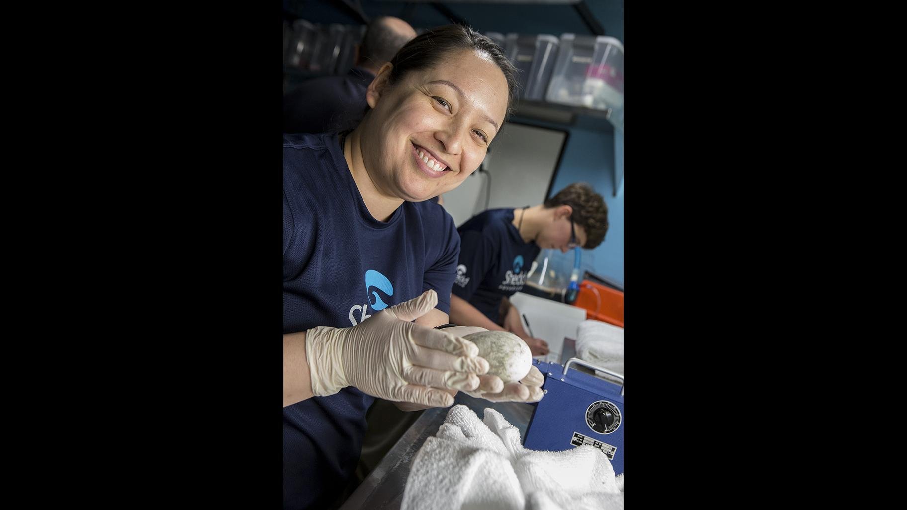 Lana Gonzalez, Shedd Aquarium’s manager of penguins and sea otters, holds a penguin egg. (Brenna Hernandez / Shedd Aquarium)