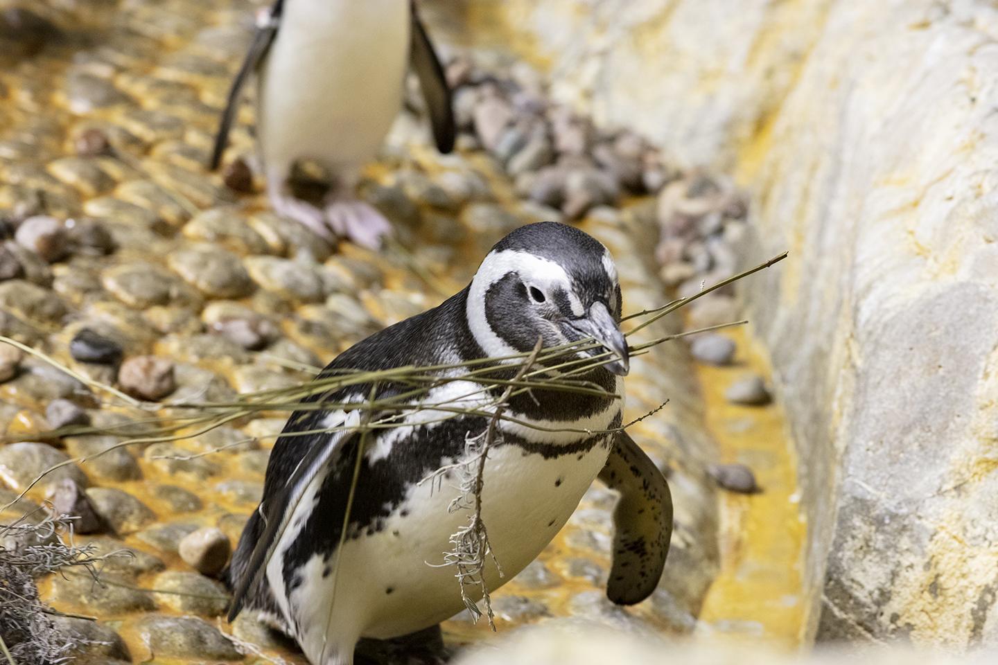 Magellanic penguins use twigs and other branchy materials to build their nests. (Brenna Hernandez / Shedd Aquarium)