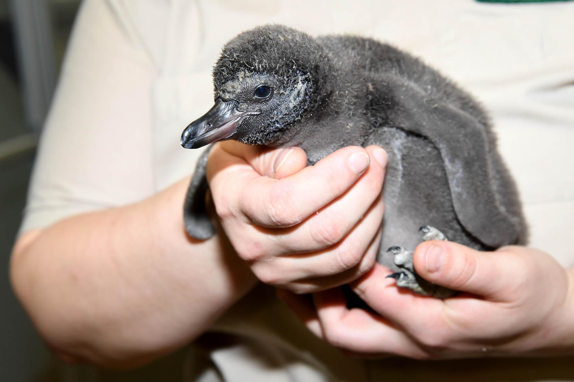 A Humboldt penguin chick hatched Feb. 12 at Brookfield Zoo. (Jim Schulz / Chicago Zoological Society) 
