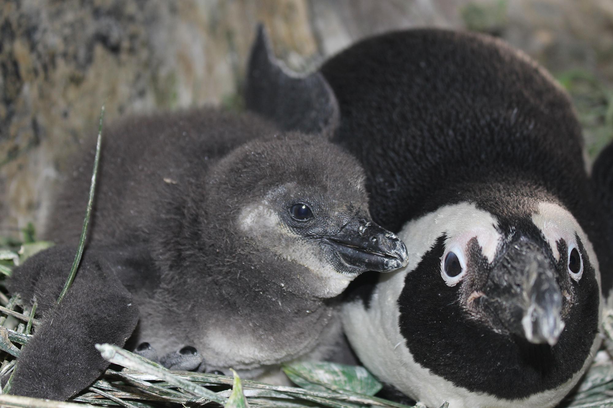 african penguins