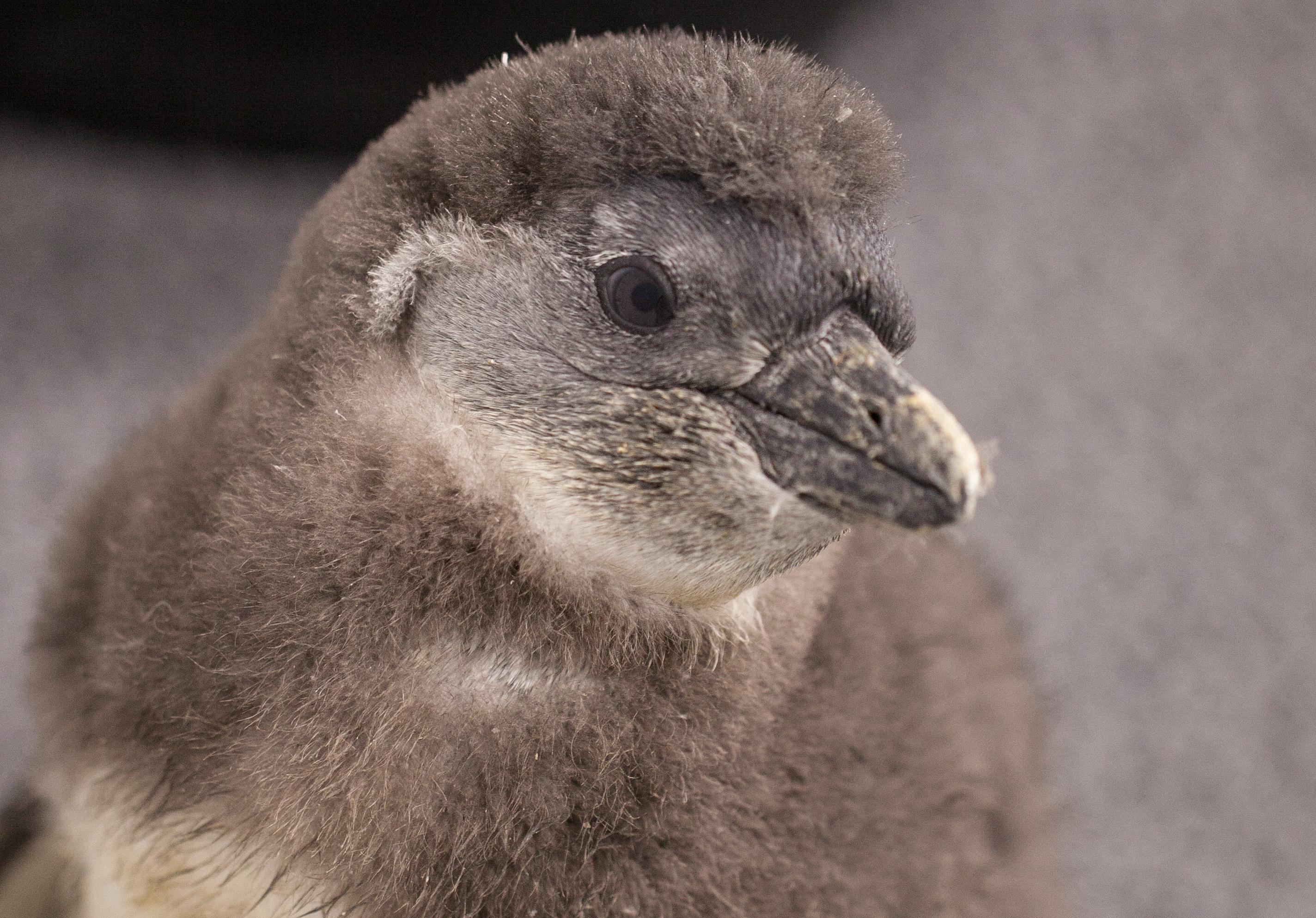 (Chris Bijalba / Lincoln Park Zoo)