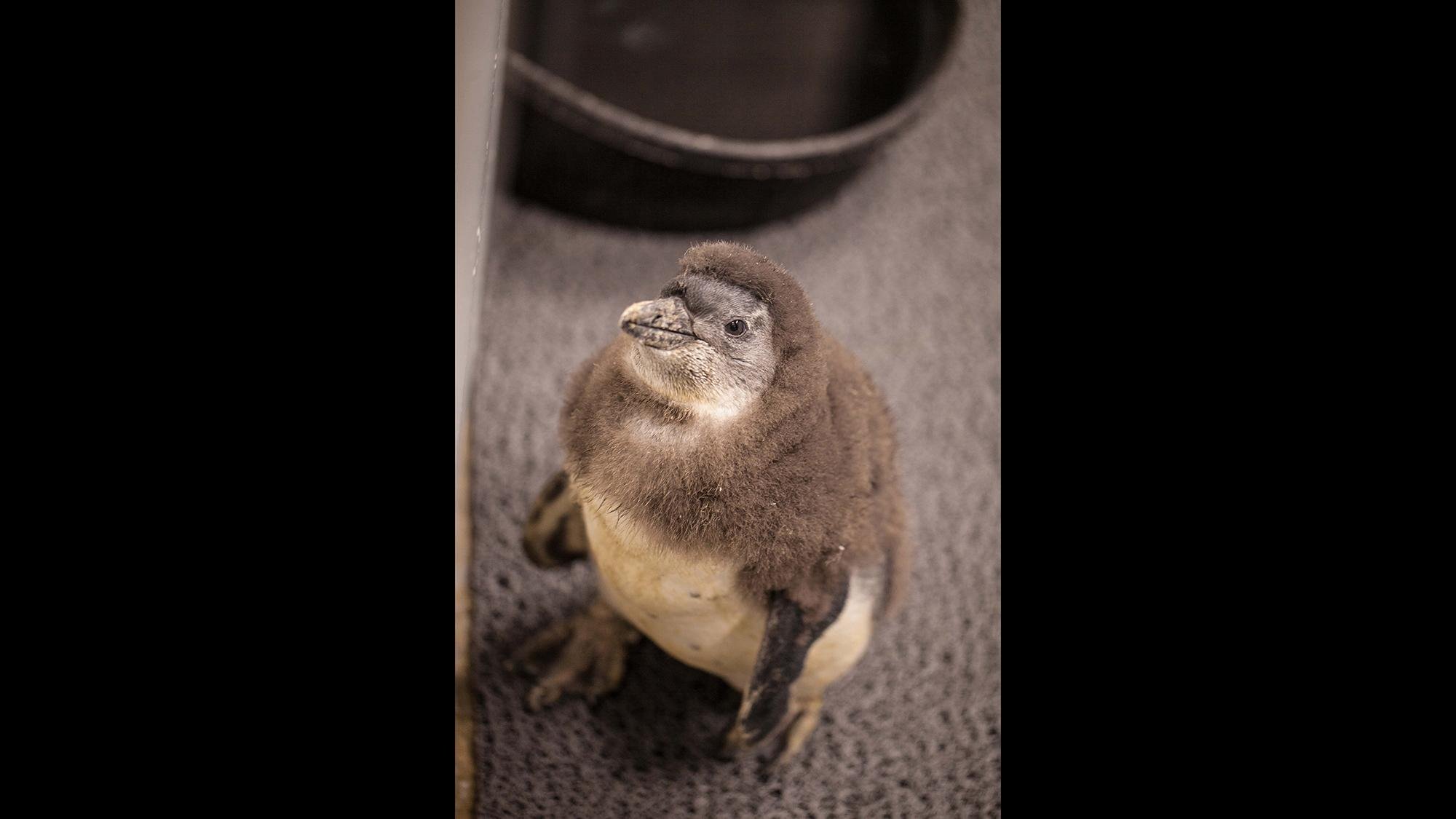 (Chris Bijalba / Lincoln Park Zoo)