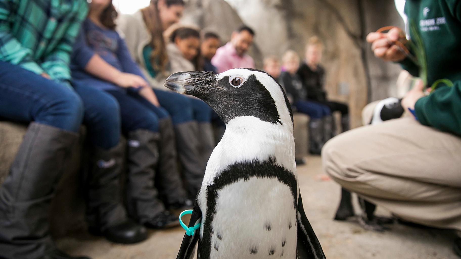 Aje, a 2-year-old male penguin at Lincoln Park Zoo. (Todd Rosenberg / Lincoln Park Zoo)