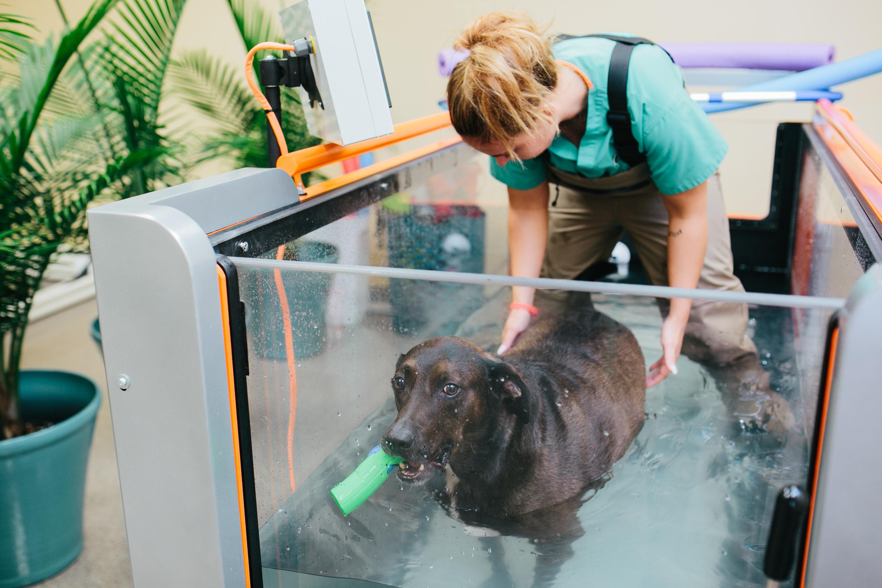 Haley Pekala works with Max, a 6-year-old lab mix on the underwater treadmill. Max is currently using the treatment for weight loss. (Courtesy the Veterinary Specialty Center)