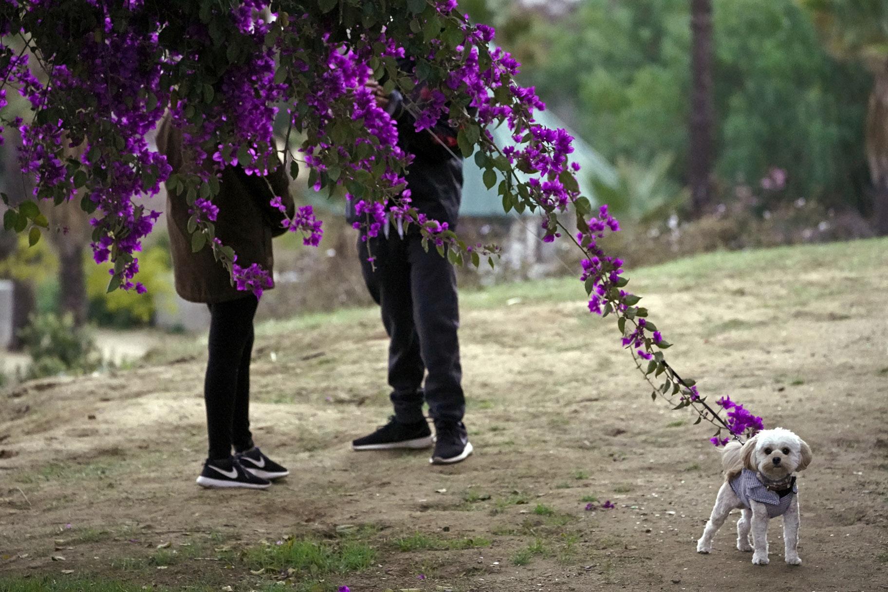 A couple walks their dog in Los Angeles, on Jan. 24, 2021. (AP Photo / Damian Dovarganes, File)