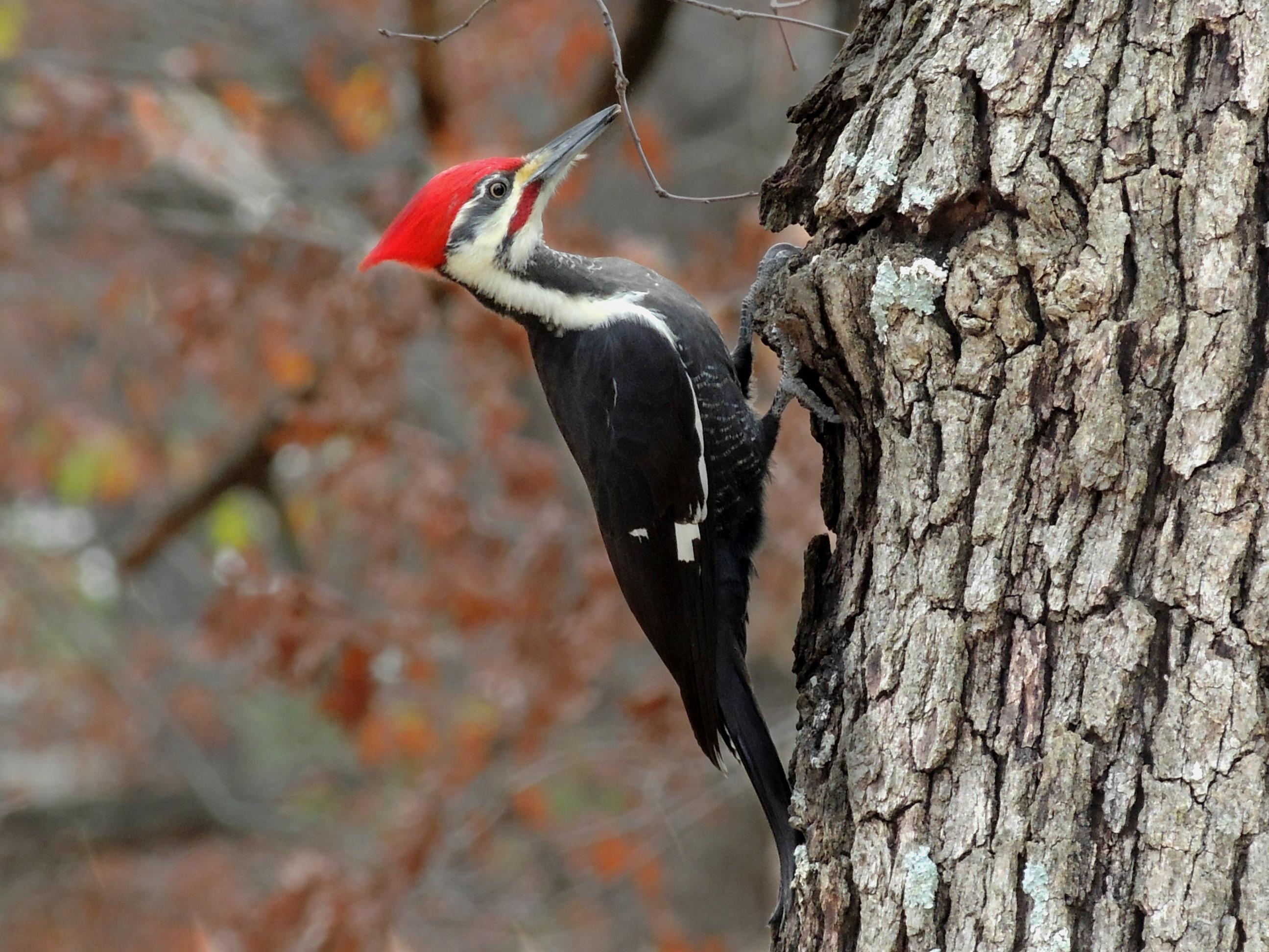 nestwatch-female-pileated-woodpecker-working-a-hole-nestwatch