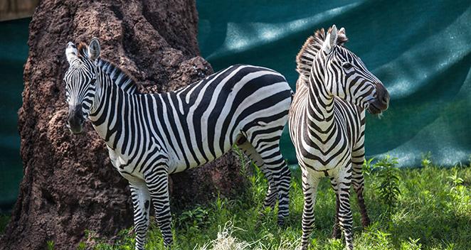 2 plains zebras debut at lincoln park zoo chicago news wttw