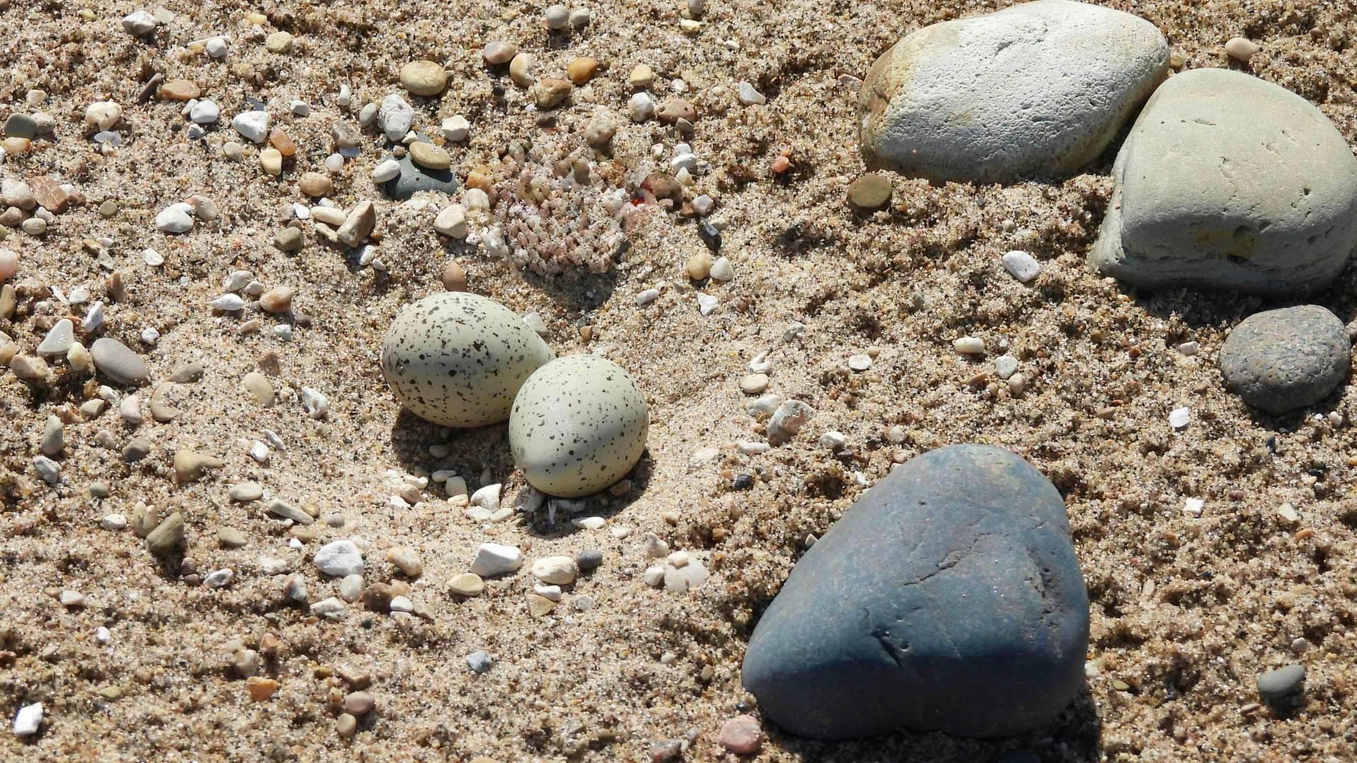 Plover eggs, seen on a Waukegan beach, are well camouflaged. (Courtesy Sharing Our Shore-Waukegan) 