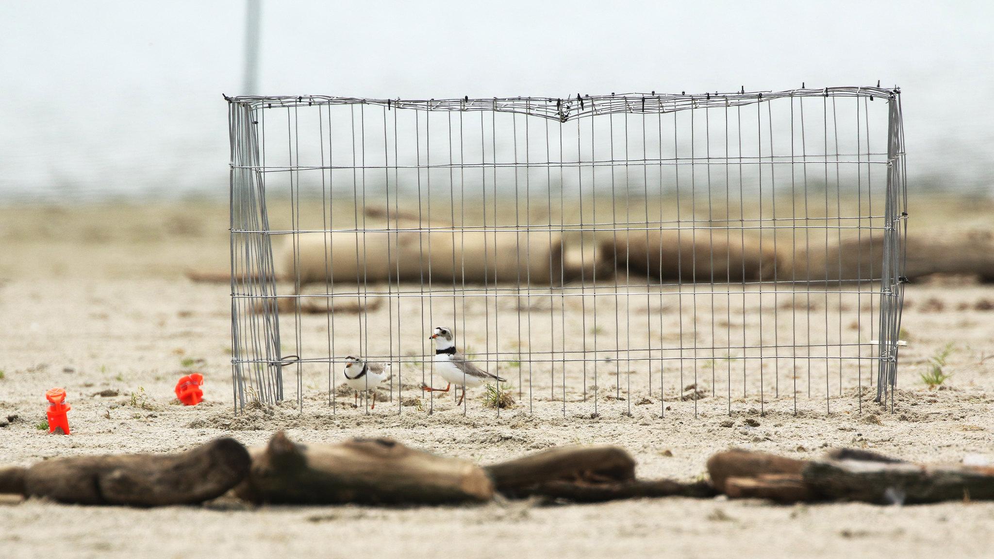 Wildlife officials surround piping plover nests with protective enclosures, like this one used in 2021 to guard plover eggs on the shore of Lake Erie in Ohio. (U.S. Fish and Wildlife Service Midwest Region)