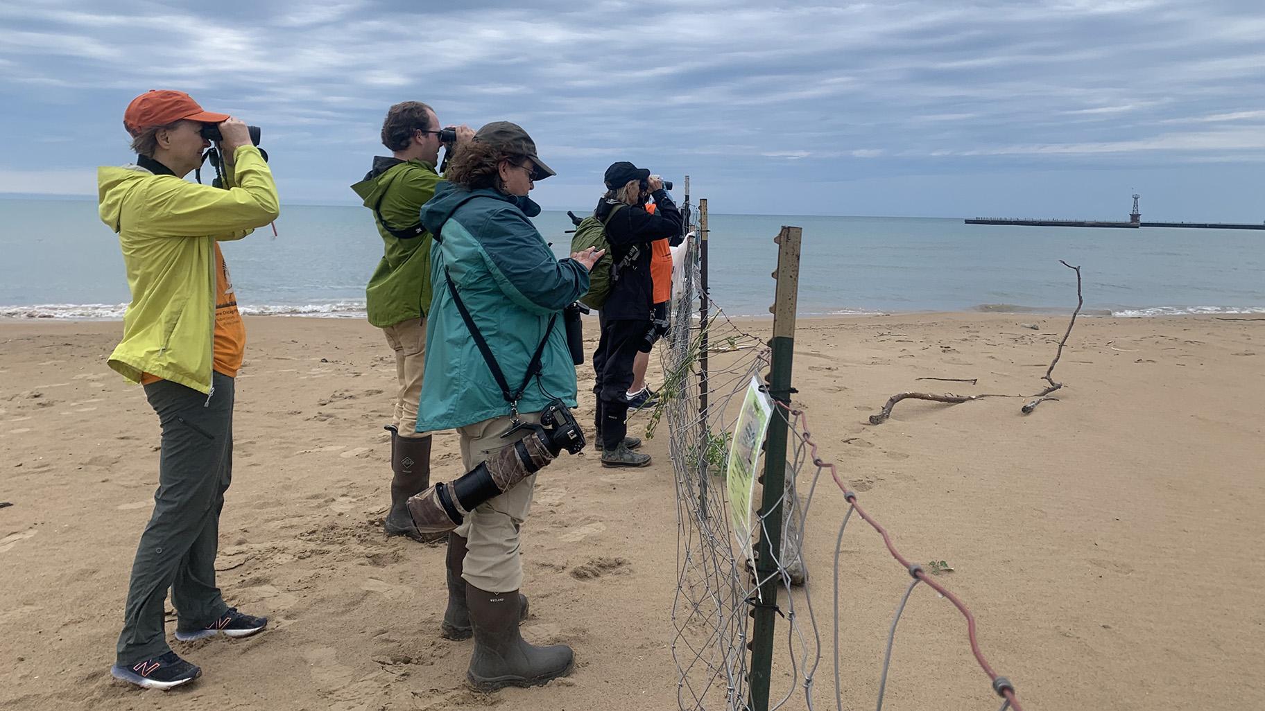 Birding enthusiasts and volunteers with the Chicago Piping Plovers group gather to monitor piping plovers at Montrose Beach following the release of three plovers, of whom include Searocket, on July 12, 2023. (Eunice Alpasan / WTTW News)