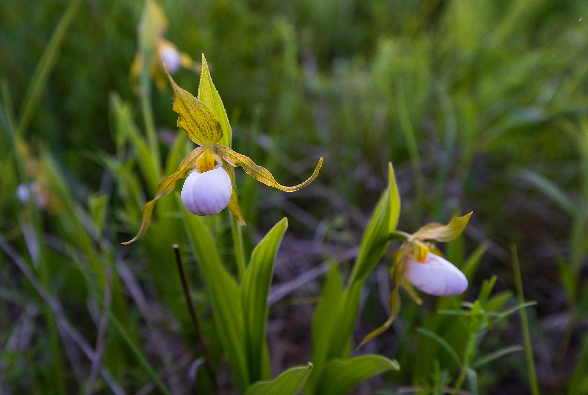 The white lady slipper orchid was de-listed as endangered after monitors found it was more abundant than thought. (U.S. Fish and Wildlife Service Midwest)