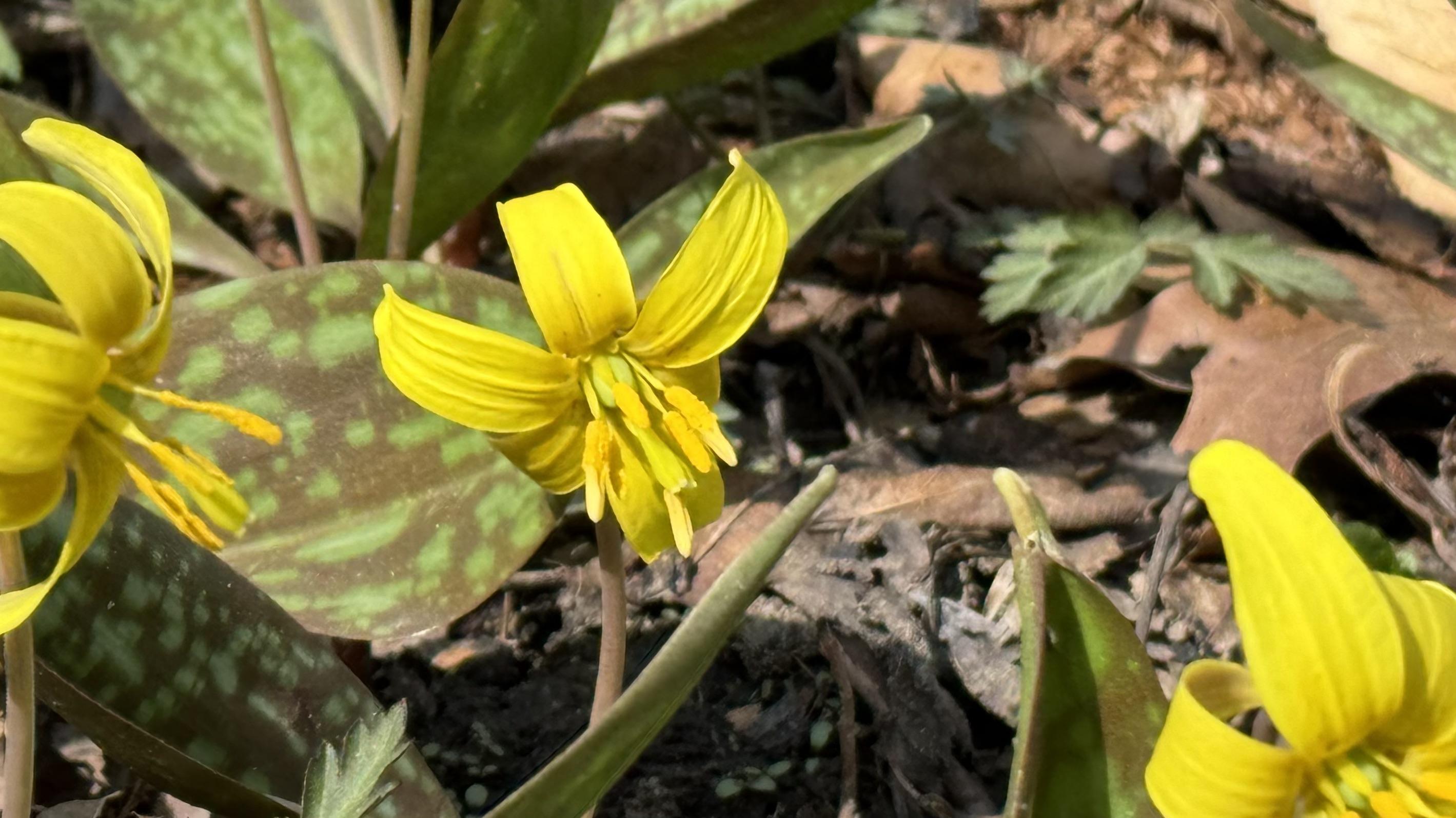 Yellow trout lily is thriving at Chicago Botanic Garden thanks to land management practices that including prescribed burns and controlling brush. (Patty Wetli / WTTW News)