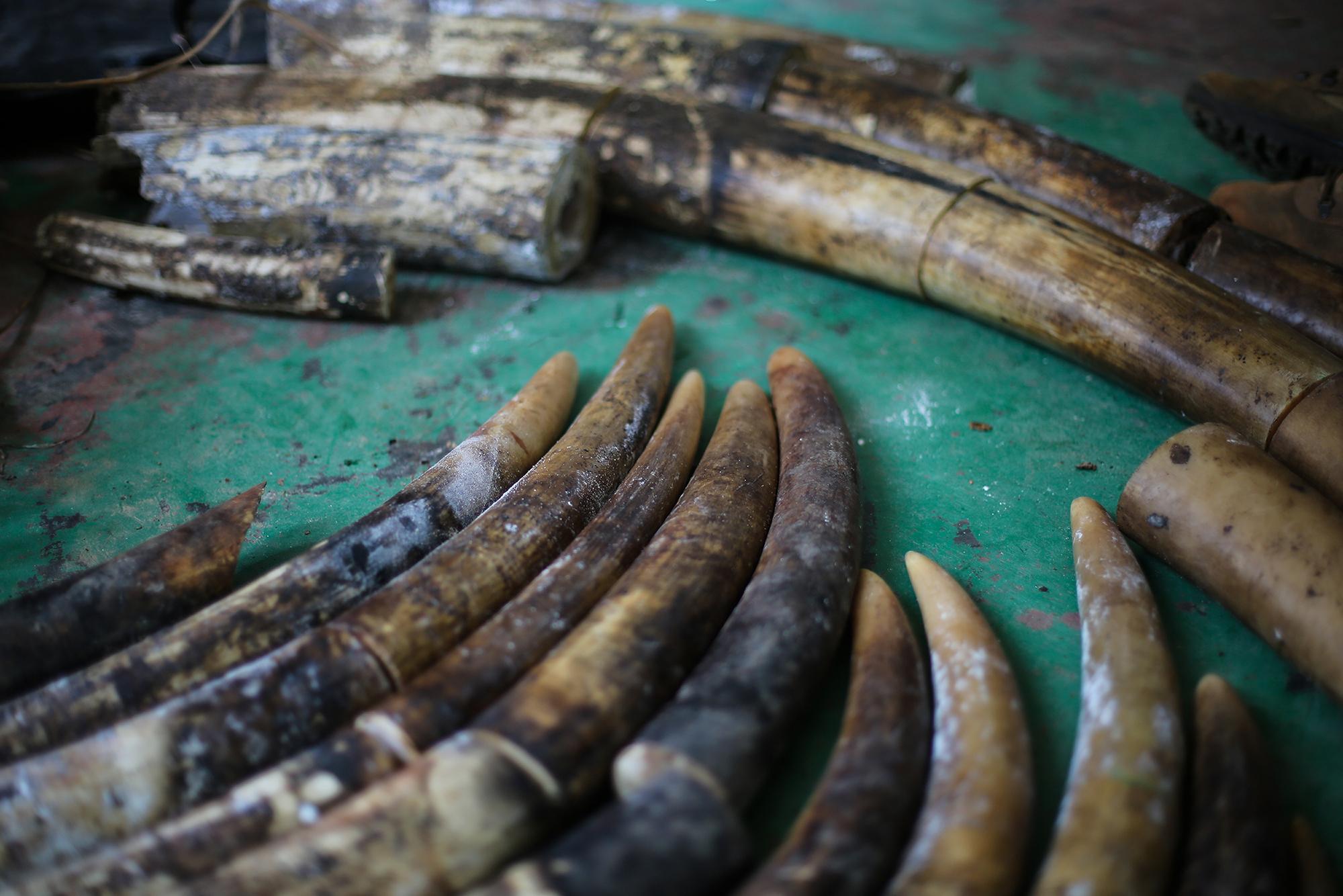 Ivory seized Feb. 2 from poachers convicted of killing 11 elephants in and around Nouabale-Ndoki National Park in the Republic of Congo. (Z. Labuschagne / Wildlife Conservation Society)