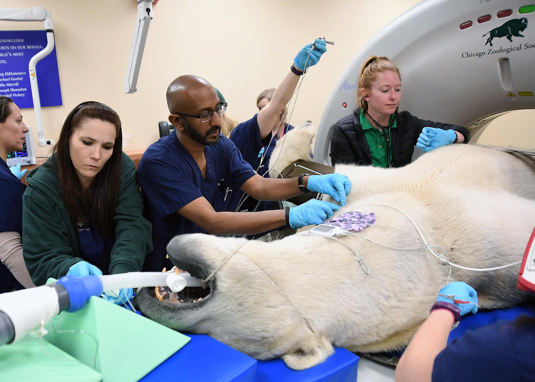 Chicago Zoological Society veterinary staff position Hudson, Brookfield Zoo’s 12-year-old male polar bear, in preparation for a CT scan. (Jim Schulz / Chicago Zoological Society) 