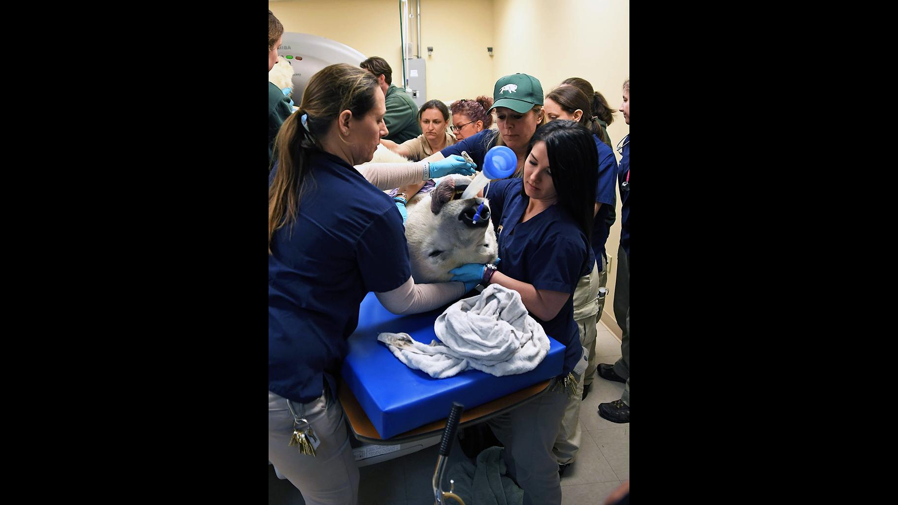 Using a new table that interfaces with Brookfield Zoo’s CT scanner, veterinary staff positioned Hudson, a 12-year-old male polar bear, for a CT scan. (Jim Schulz / Chicago Zoological Society)