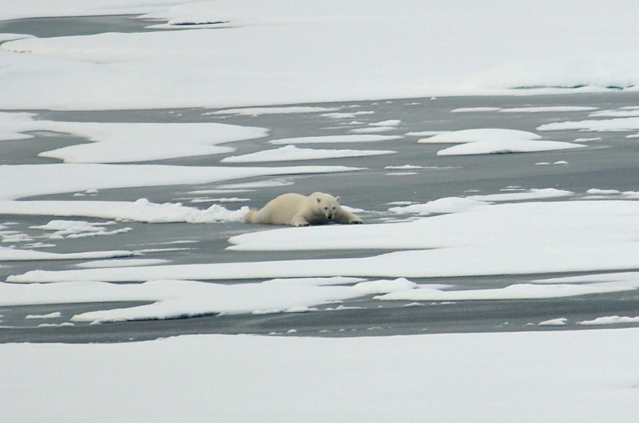 A polar bear slides on arctic ice. (Patrick Kelley / U.S. Coast Guard)