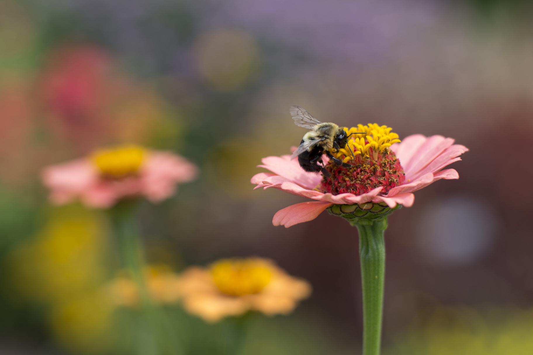 A bumblebee lands on a flower. (Courtesy Chicago Botanic Garden) 