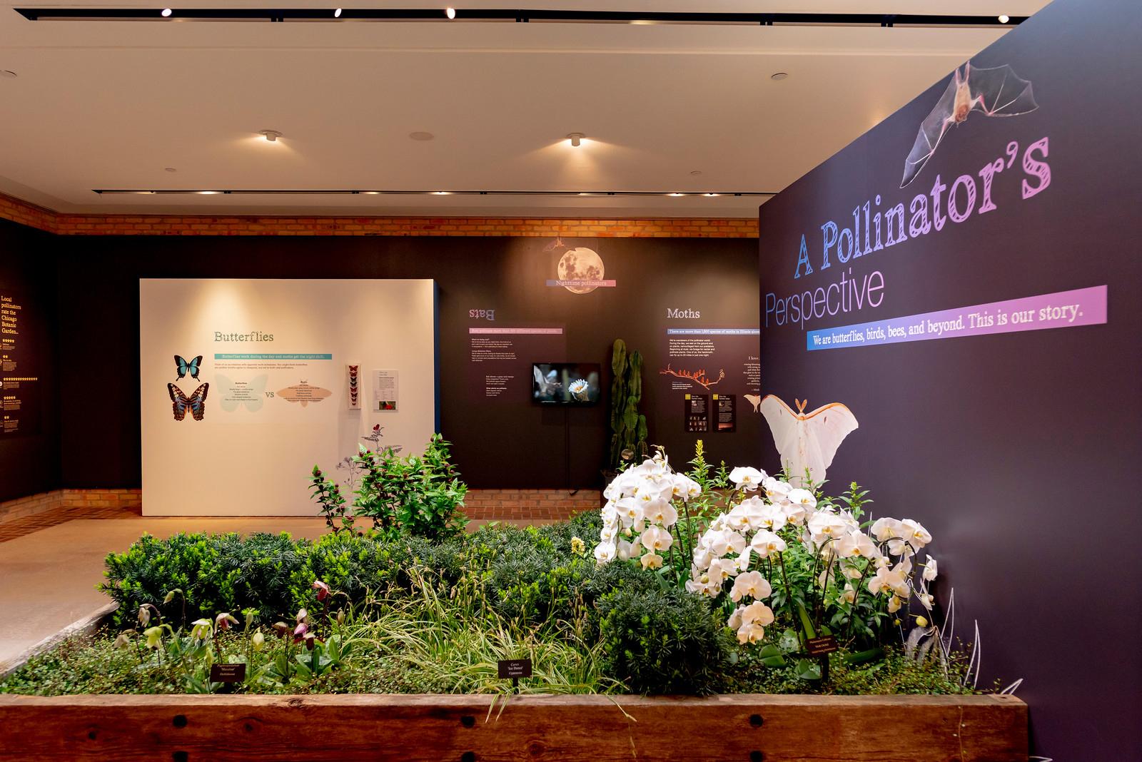 Chicago Botanic Garden’s new exhibit, “Bees & Beyond,” highlights the role of pollinators in sustaining a diverse ecosystem. (Courtesy Chicago Botanic Garden)