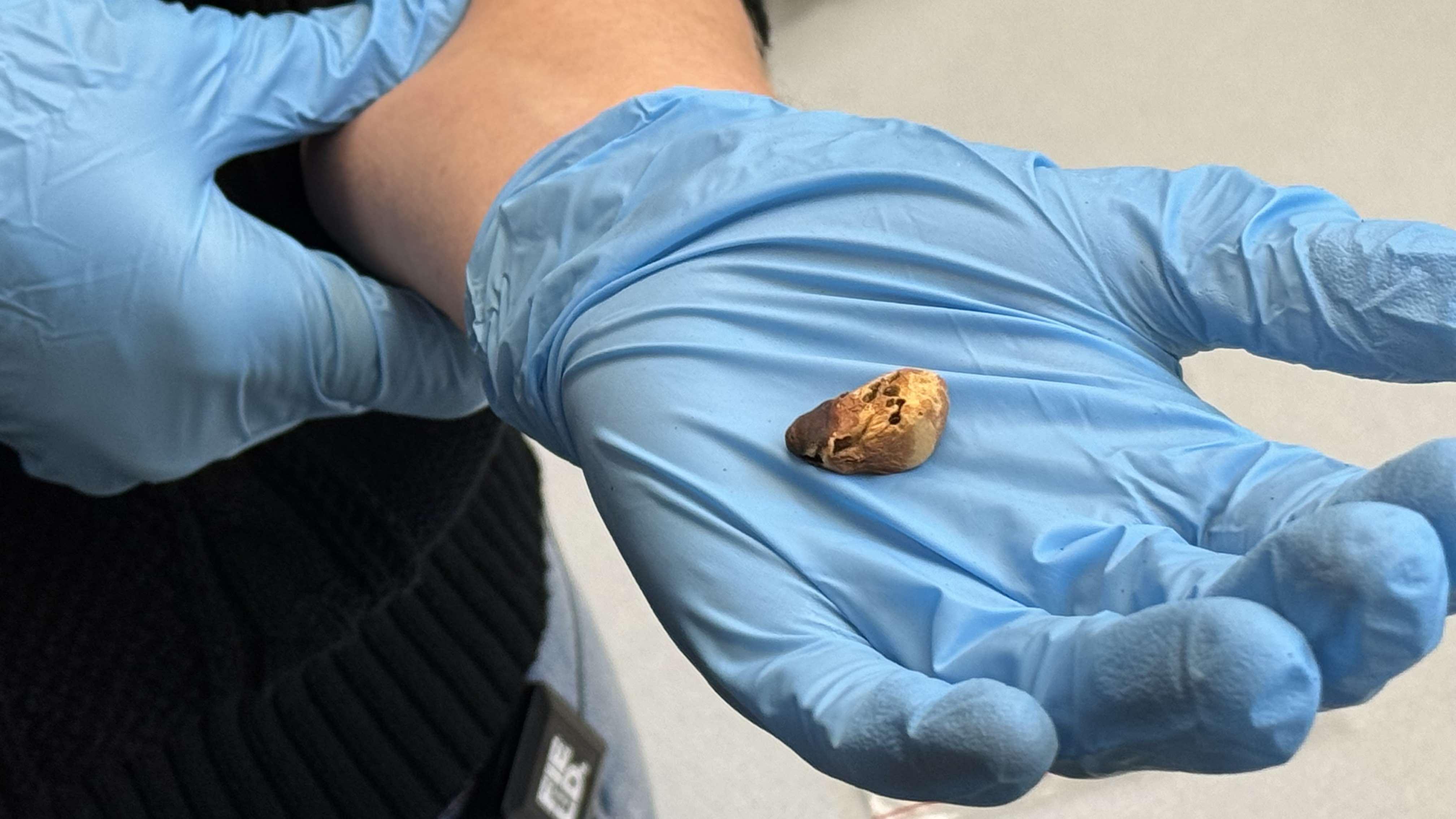 The small seed kernel of the pong-pong tree packs a lethal punch. (Patty Wetli / WTTW News)