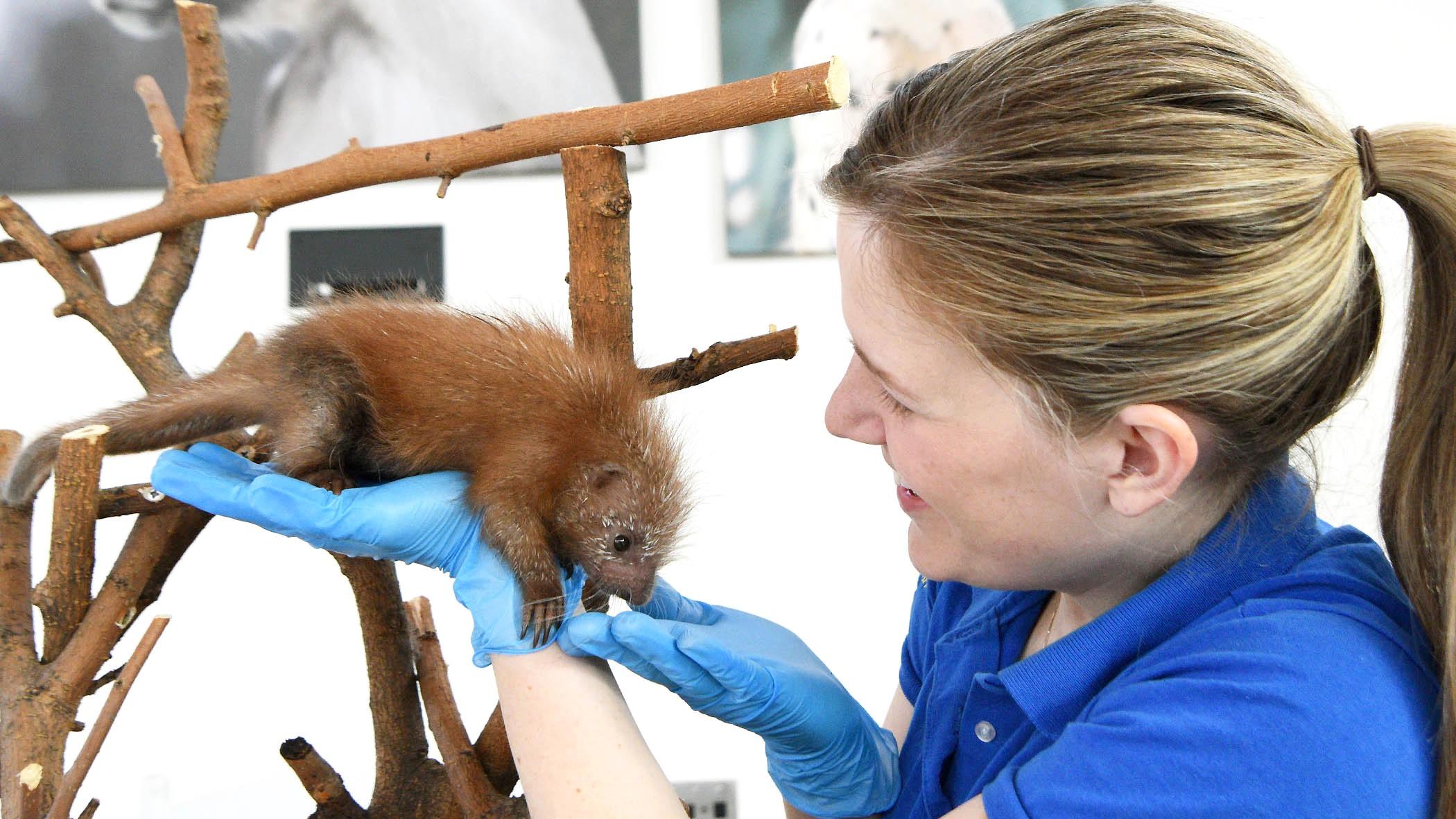 Maggie Chardell, a lead animal care specialist for the Chicago Zoological Society, is among the team hand-rearing the newborn porcupette. (Jim Schulz / CZS-Brookfield Zoo)  