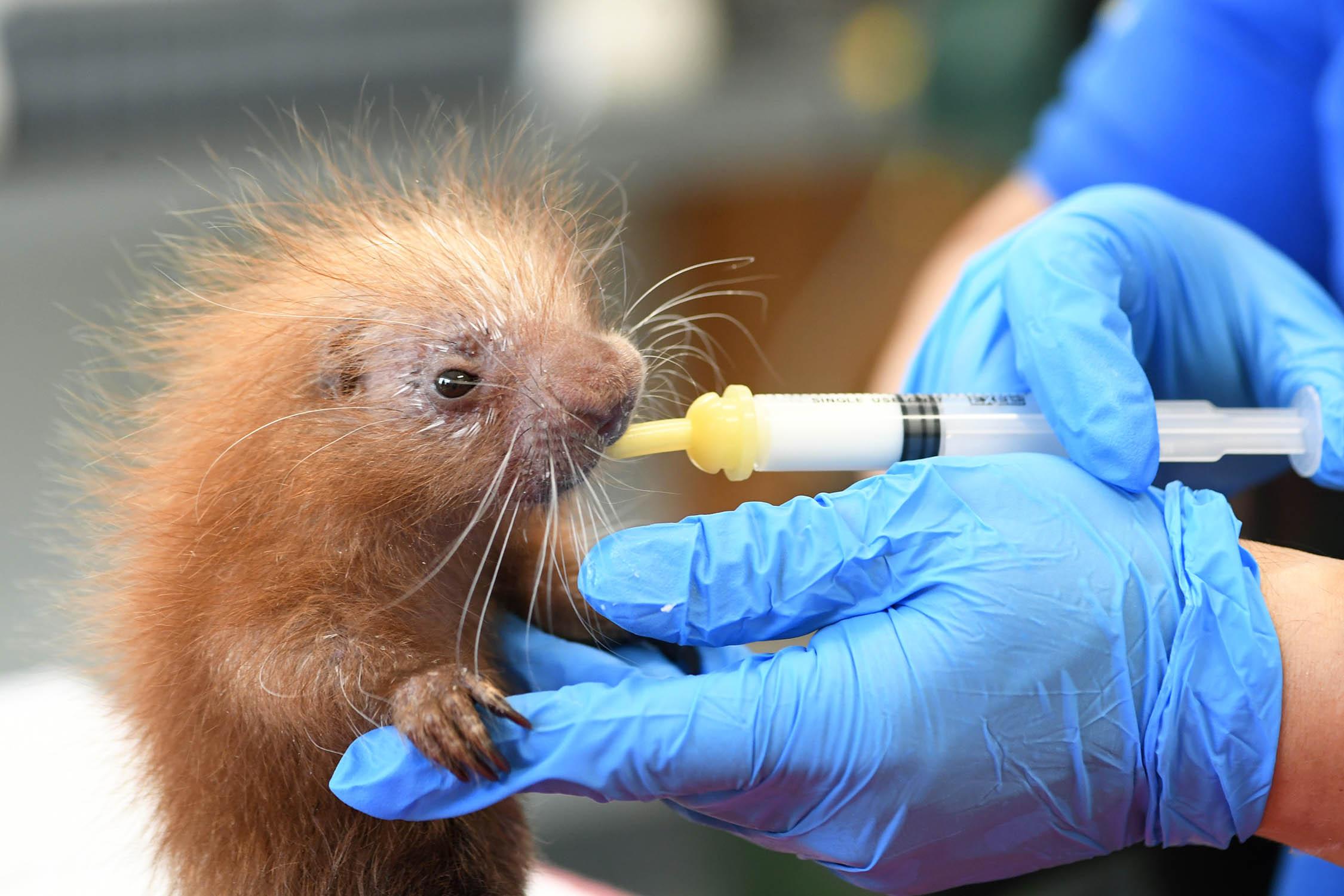 Porcupettes, like this newcomer at Brookfield Zoo, are born with rust-colored quills as camouflage. The flexible quills gradually harden and turn black and white. (Jim Schulz / CZS-Brookfield Zoo)   