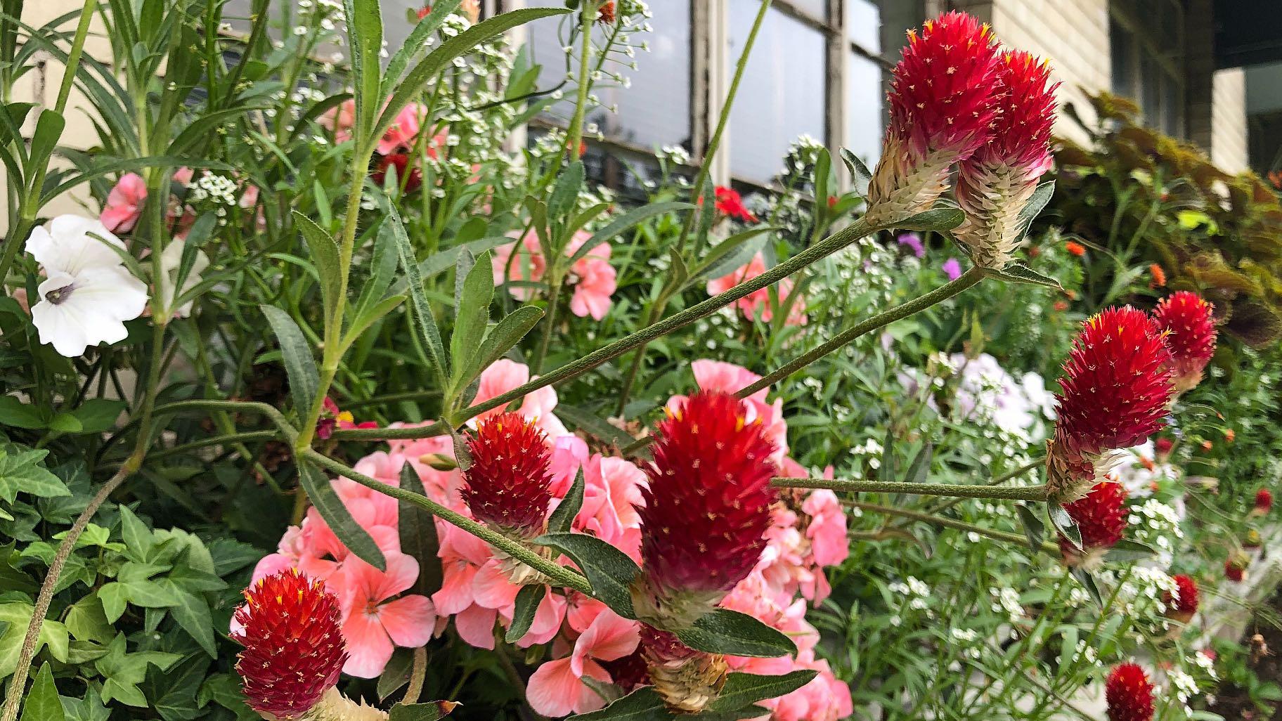 Porter liked to paint strawberries. The exhibit incorporate not only the actual fruit, but the flower gomphrena (aka, globe amaranth), chosen because it looks like strawberries. (Patty Wetli / WTTW News)