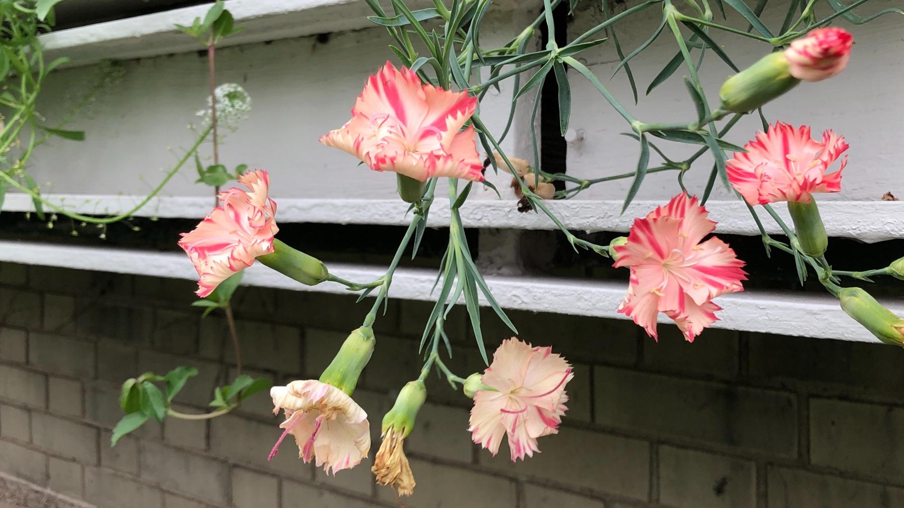 Carnations have fallen out of favor, but Porter loved to paint them. In a happy accident, the conservatory's plantings formed an intended swag by reaching for the sun. (Patty Wetli / WTTW News) 