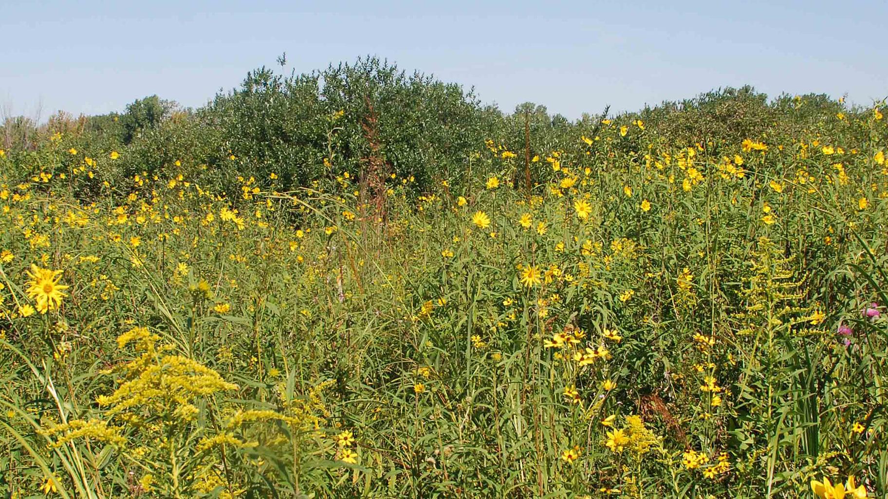 Powderhorn Lake Forest Preserve features 192 acres of woodland, prairie and wetland. (Courtesy Forest Preserves of Cook County)