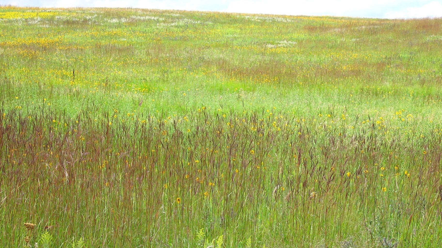 Big bluestem grass creates a colorful burgundy ribbon in a prairie. (Laura Hubers / U.S. Fish and Wildlife Service)