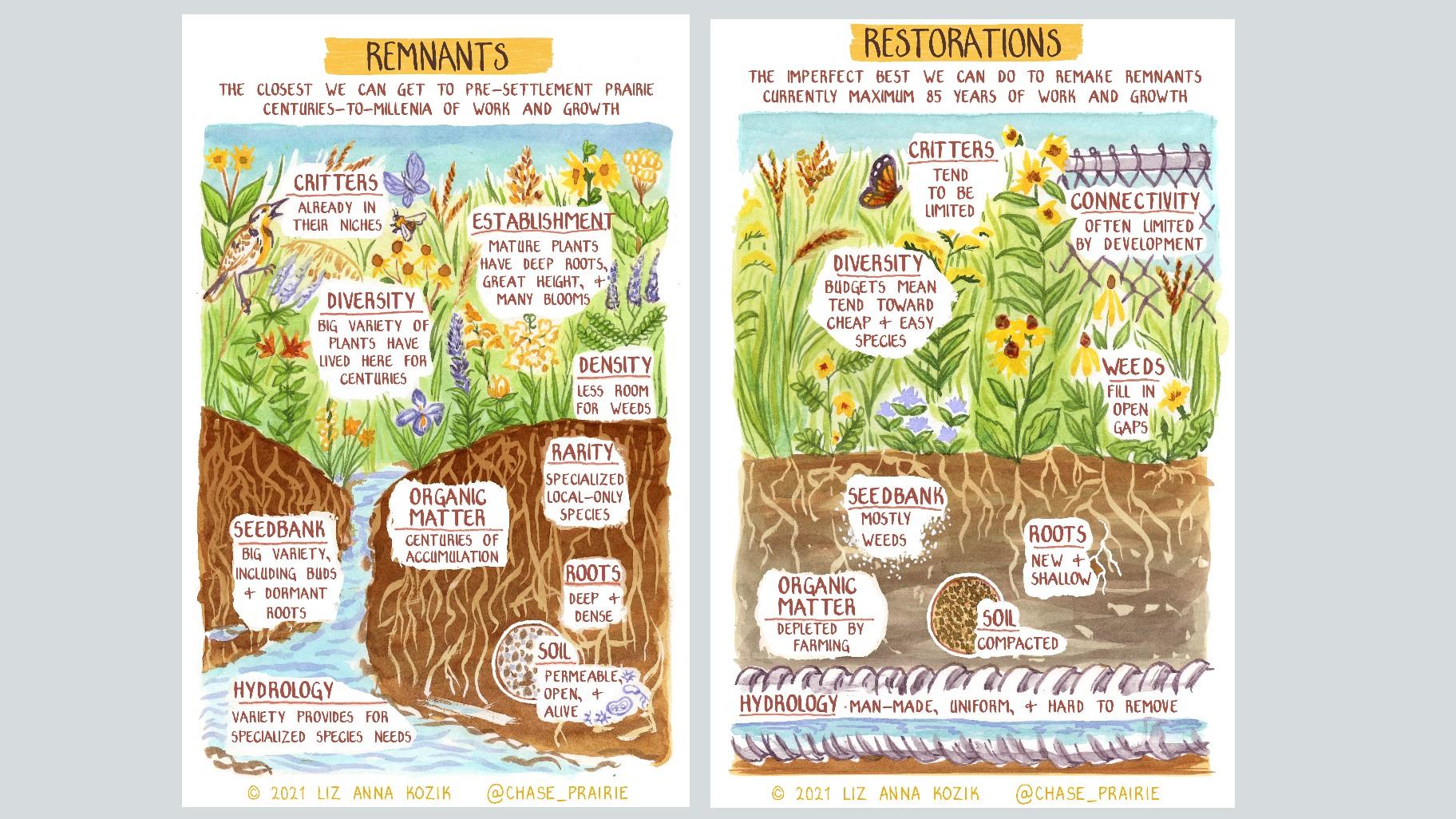 Environmental studies scholar Liz Anna Kozik creates comics that depict and explain the history of prairies and their restoration. Here she illustrates the differences between prairie remnants and restoration. (Courtesy of Liz Anna Kozik)