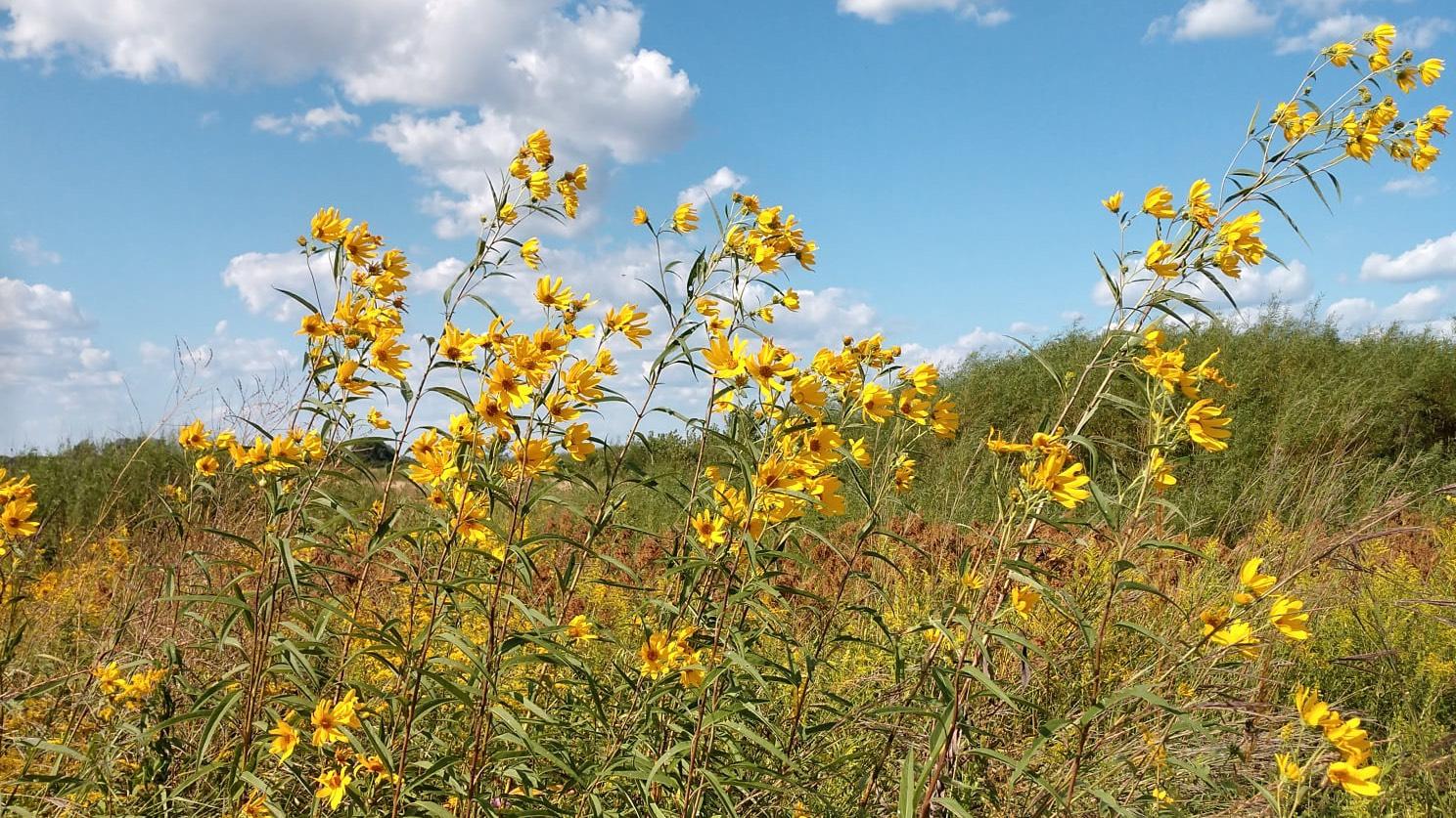 Prairies are characterized by grasses and wildflowers, as well as their unique soil composition. (Midewin National Tallgrass Prairie / U.S. Forest Service)