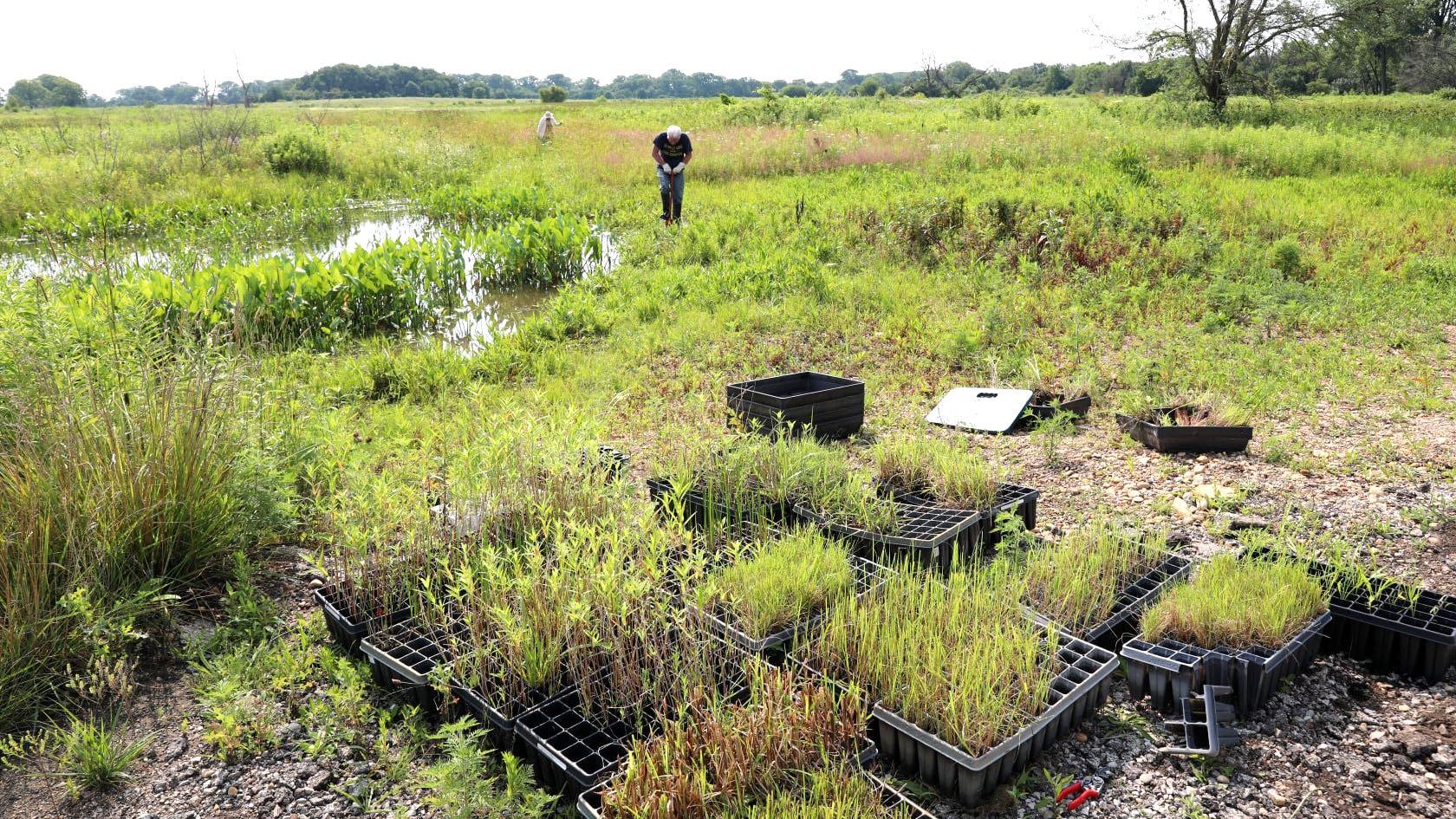 Restoration work can involve reintroducing native species to a landscape being reclaimed from agricultural, industrial, residential or commercial use. (Courtesy of U.S. Forest Service)