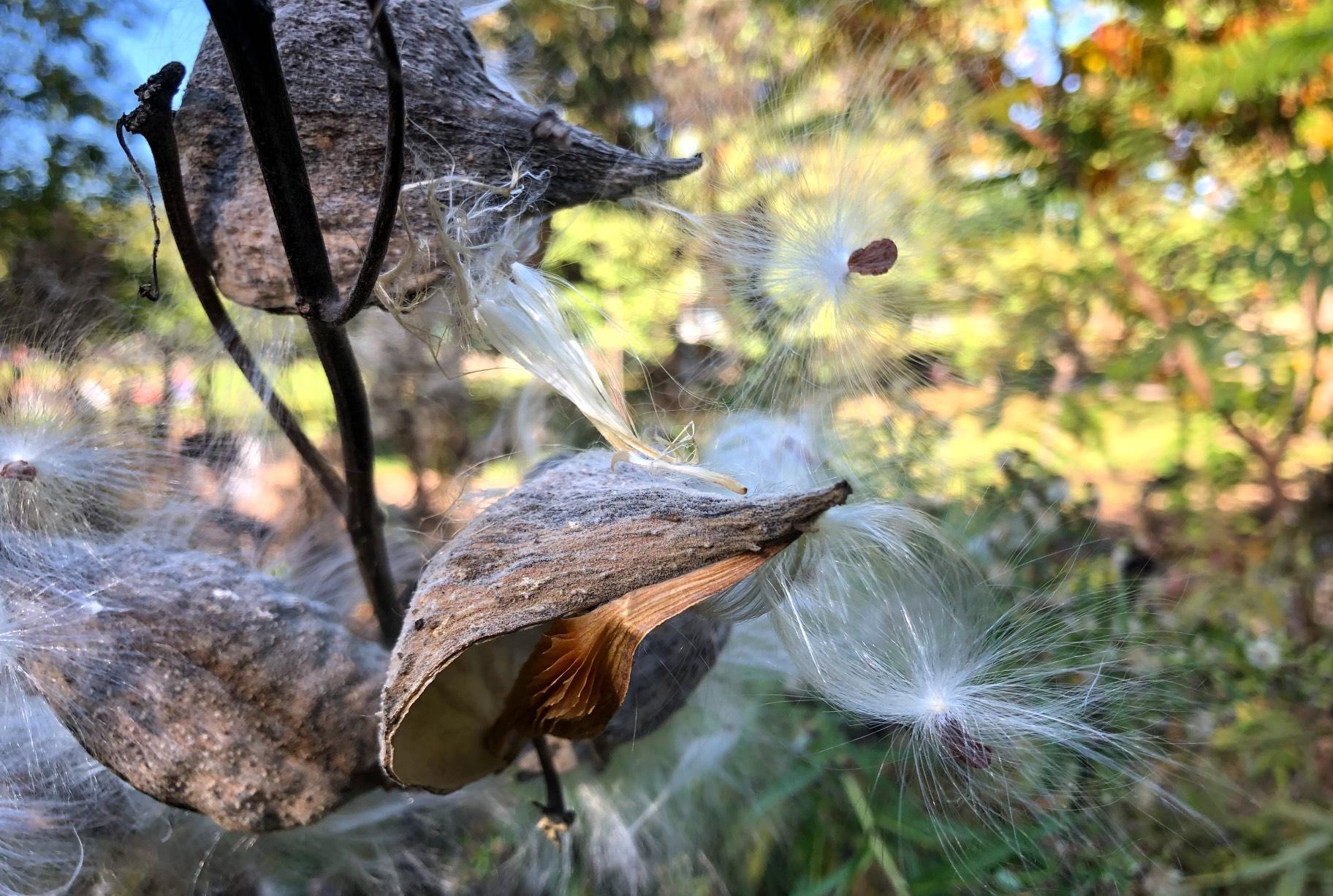 Milkweed seed scattering at a Chicago Park District natural area. Prairie remnants and restoration projects go hand in hand in preserving biodiversity. (Patty Wetli / WTTW News)