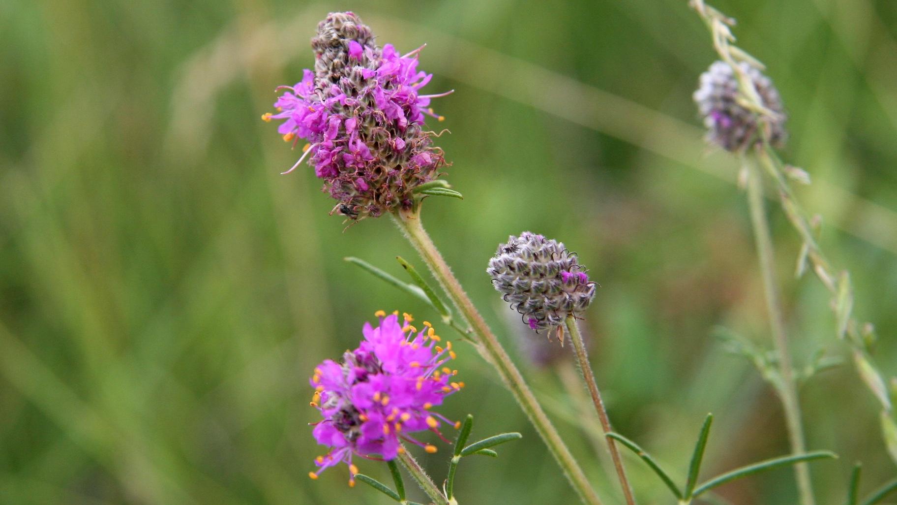 Purple prairie clover. (Jennifer Jewett / U.S. Fish and Wildlife Service)