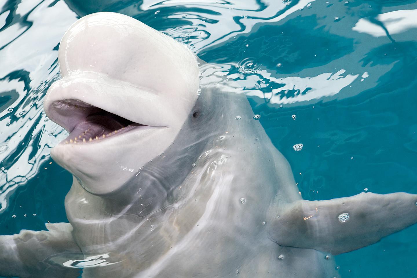 Mauyak, one of eight beluga whales at Shedd Aquarium (Brenna Hernandez / Shedd Aquarium)