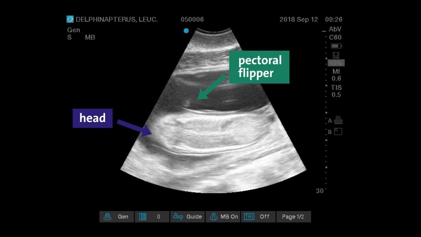 An image from a recent sonogram of Mauyak's developing calf. (Courtesy Shedd Aquarium)