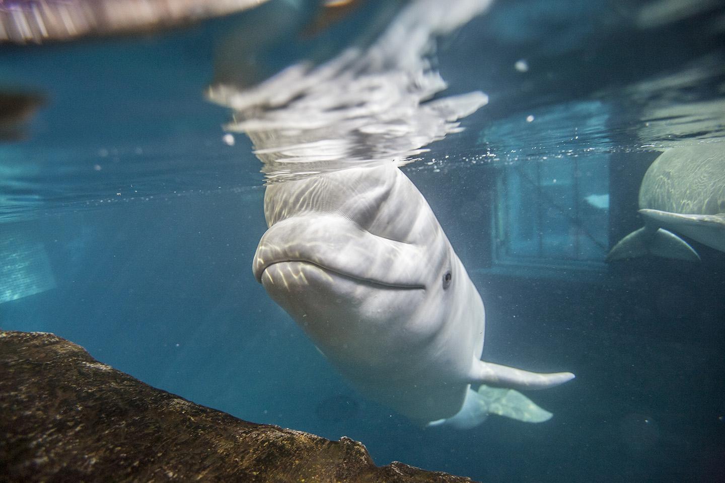 Mauyak, a 37-year-old beluga whale at Shedd Aquarium (Brenna Hernandez / Shedd Aquarium)