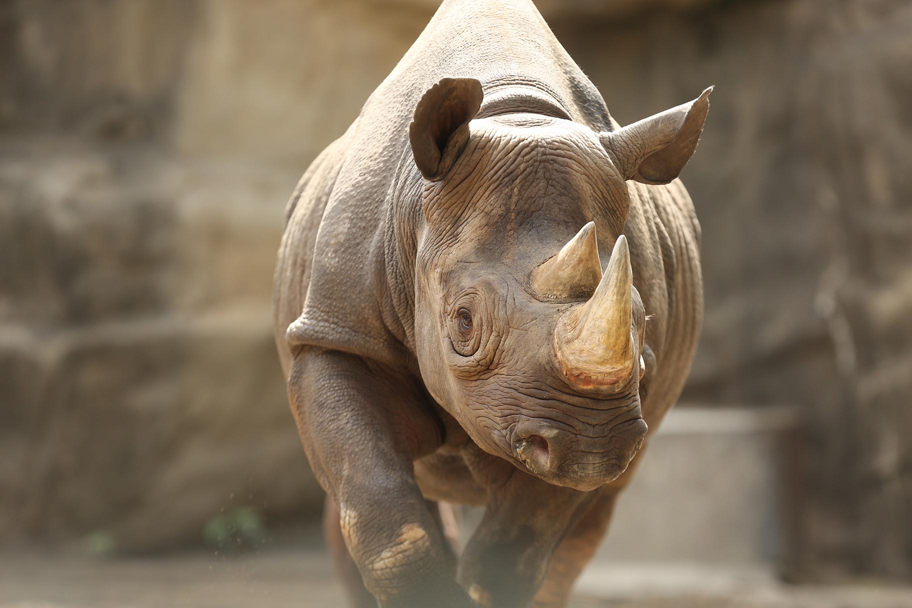 Kapuki, a 13-year-old female eastern black rhinoceros at Lincoln Park Zoo (Courtesy Lincoln Park Zoo) 