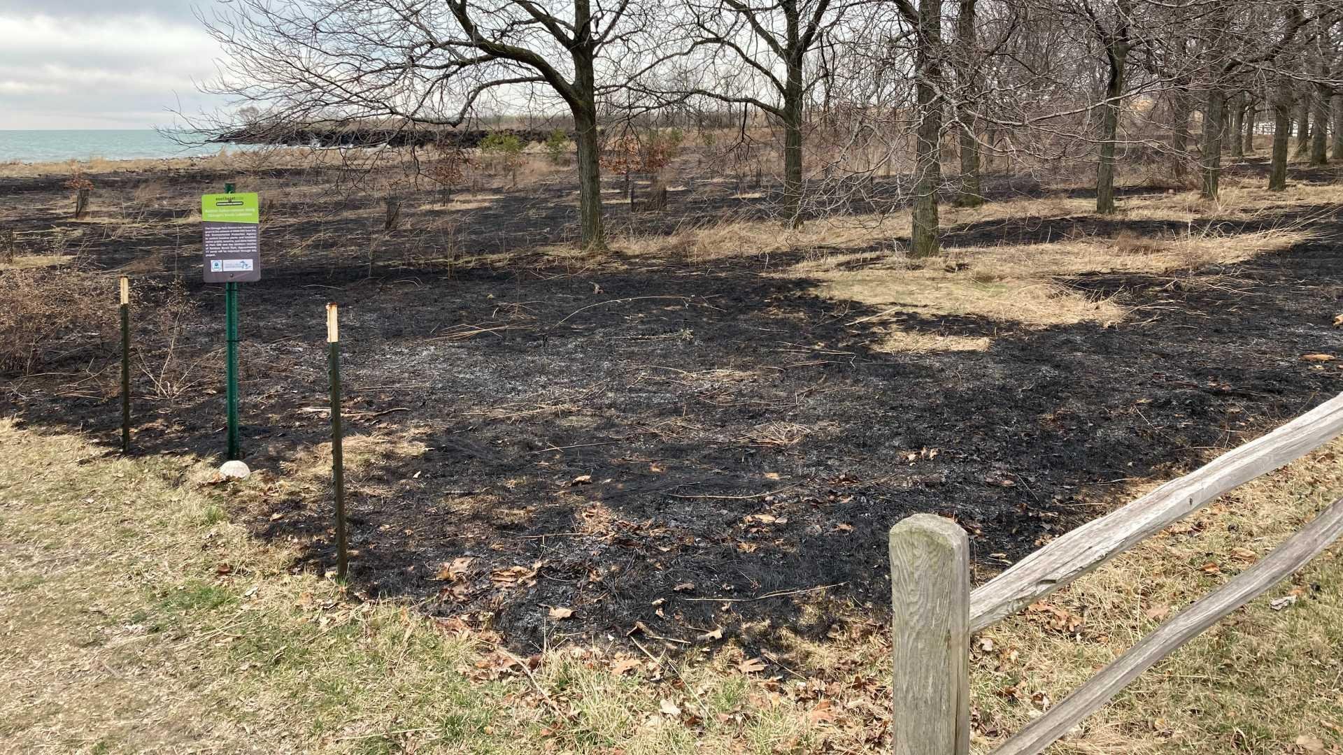 The scorched earth after a burn may look damaged but it’s a sign of improved health. Pictured: Rainbow Beach. (Courtesy Chicago Park District)