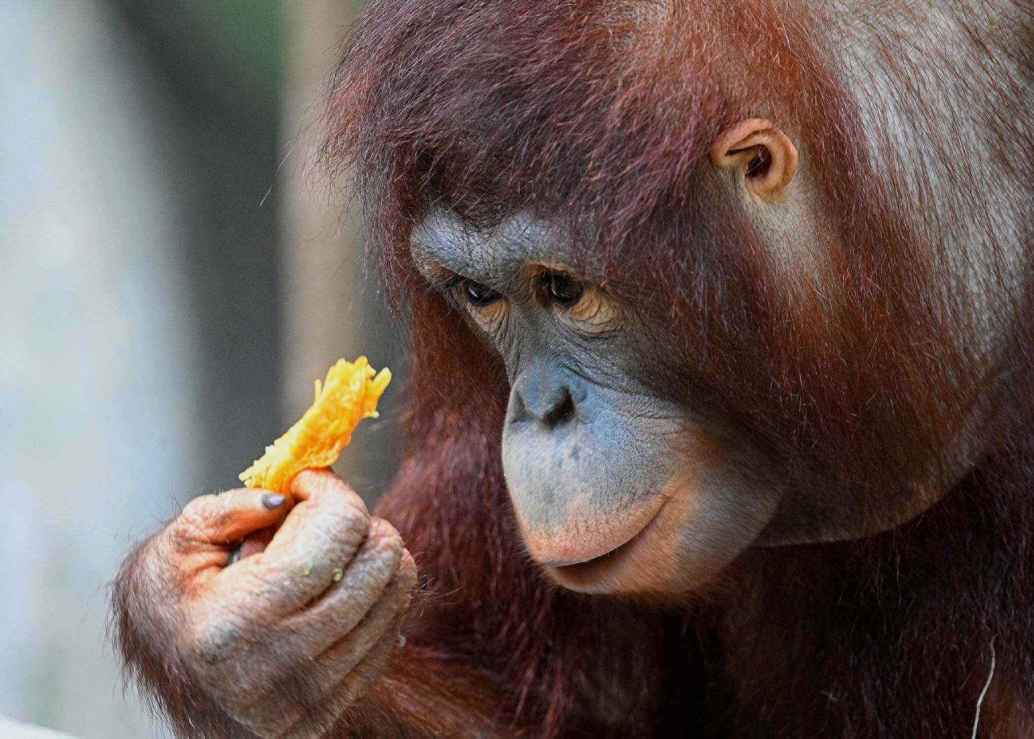 Heidi the orangutan analyzes her pumpkin bite like a practiced food critic. (Jim Schulz / CZS-Brookfield Zoo)