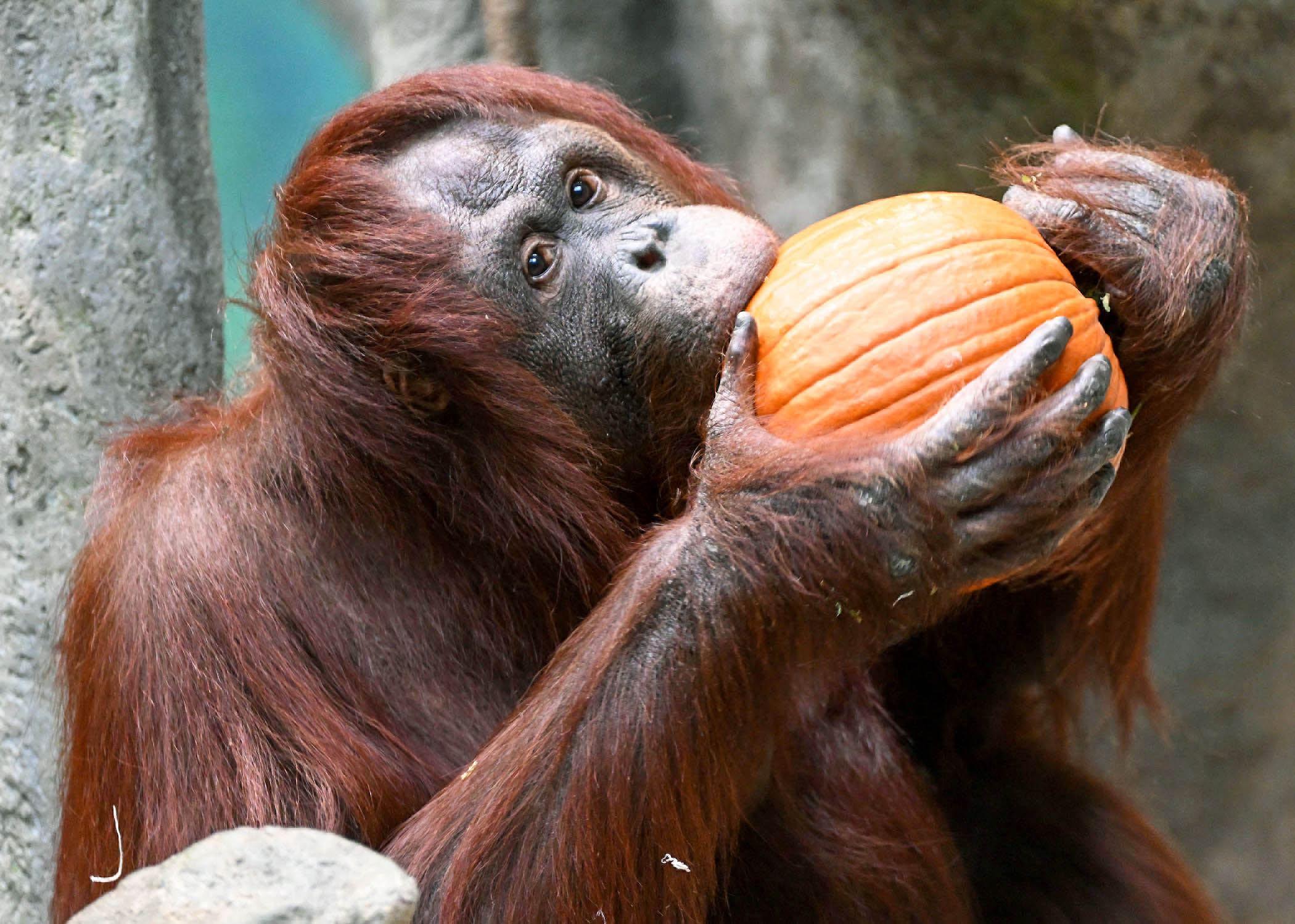Sophia, an orangutan at Brookfield Zoo, chomps on her pumpkin. (Jim Schulz / CZS-Brookfield Zoo)