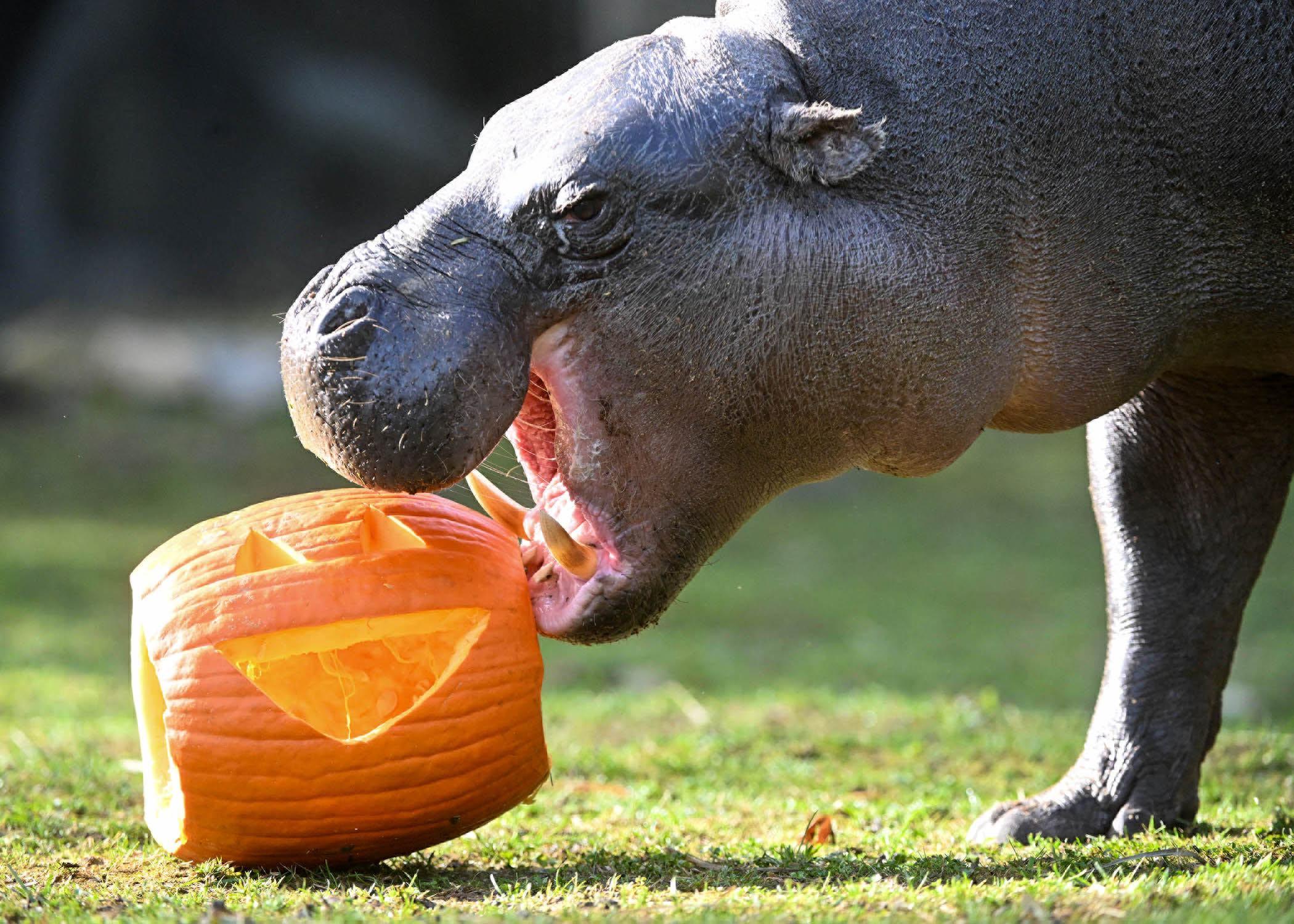Banana, a 4-year-old pygmy hippopotamus at Brookfield Zoo, takes a bite out of her Halloween treat. (Jim Schulz / CZS-Brookfield Zoo)