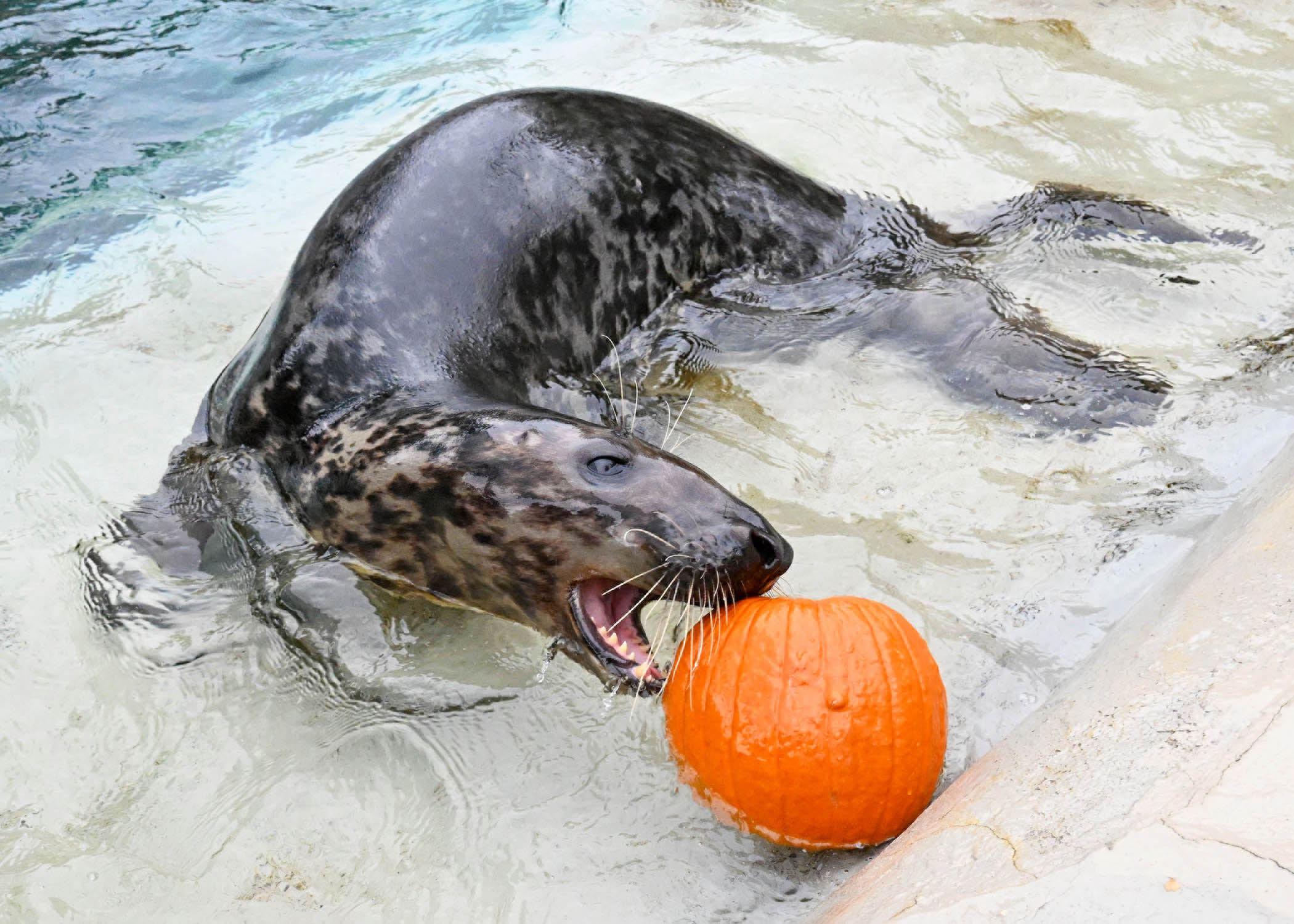 Guess no one told Fisher, the grey seal, that it's not polite to play with food. (Jim Schulz / CZS-Brookfield Zoo)