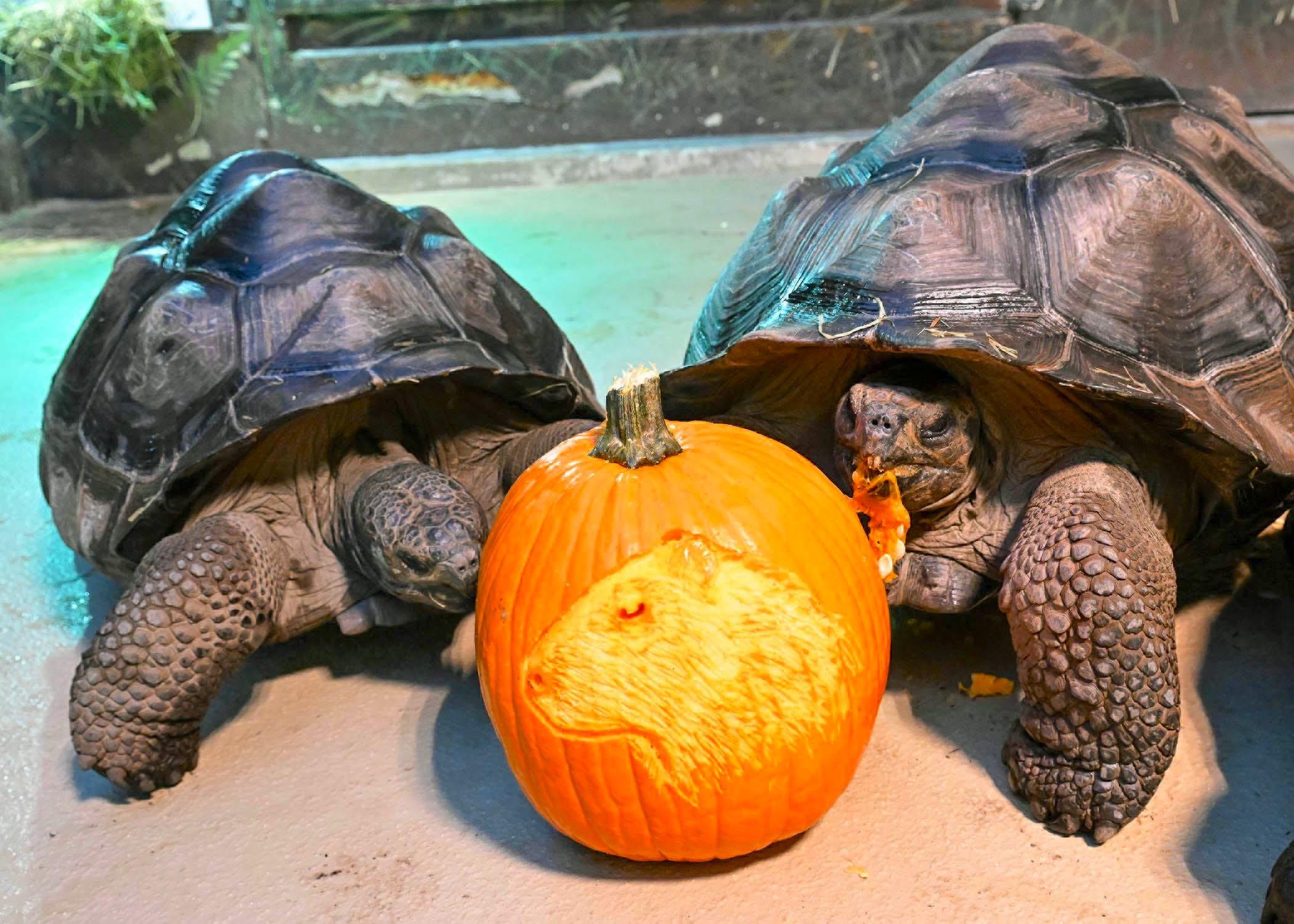 It'll take more than a carving of the world's largest rodent — the capybara — to scare this pair of Galapagos tortoises away from their pumpkin treat. (Jim Schulz / CZS-Brookfield Zoo)   